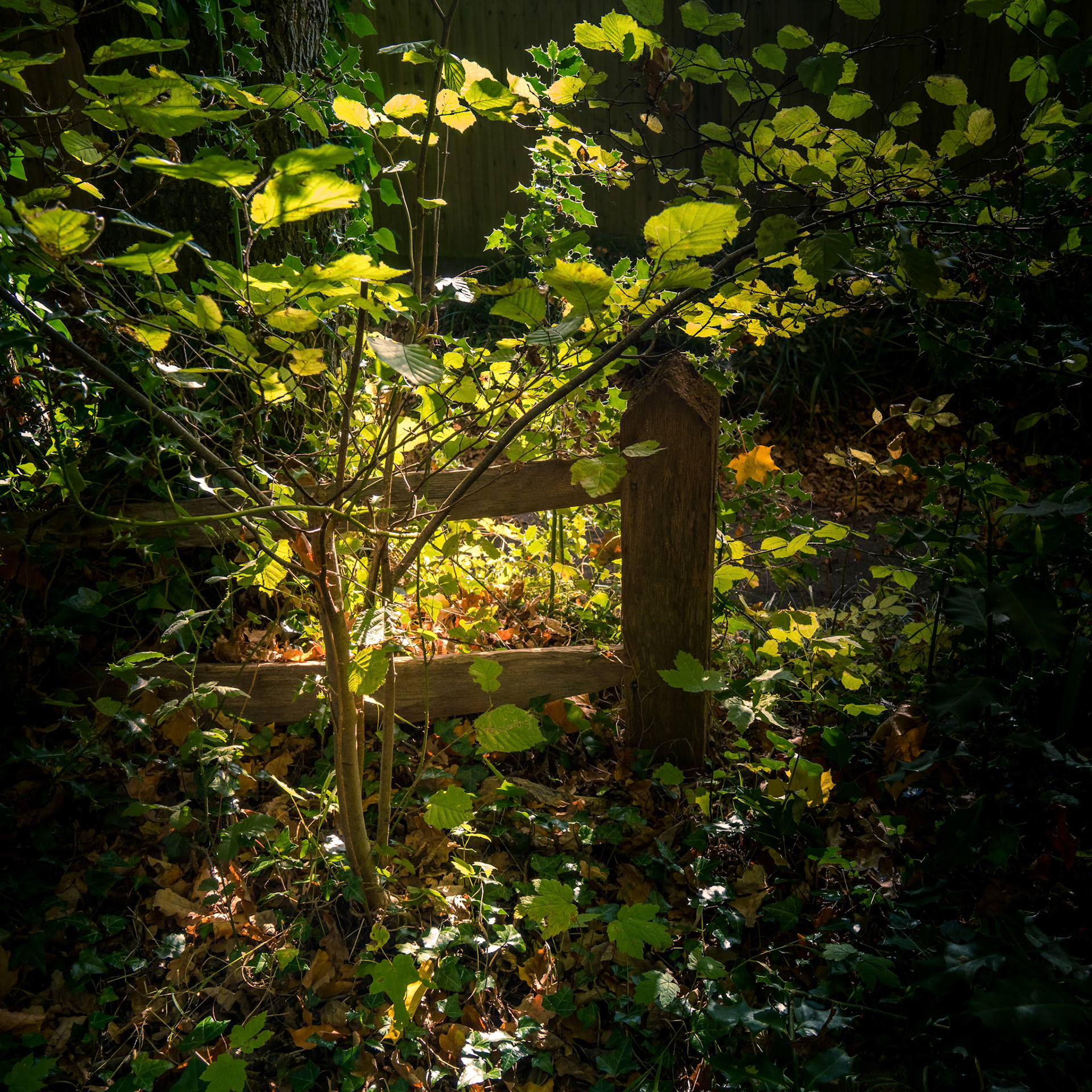 Dark but sunlit glade in Lindfield West Sussex