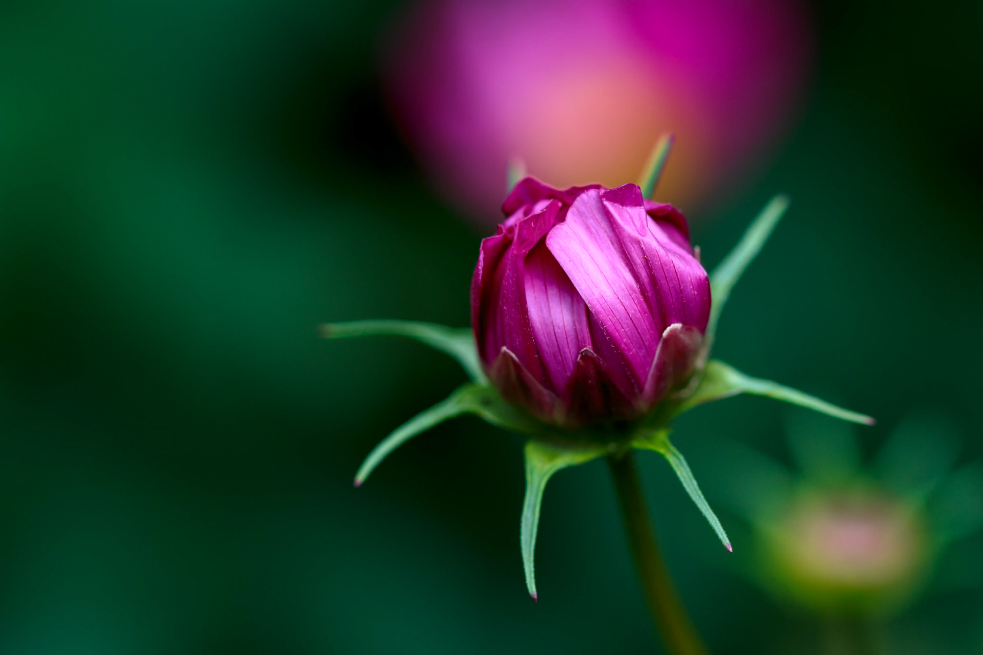 Cosmos Flower Bud