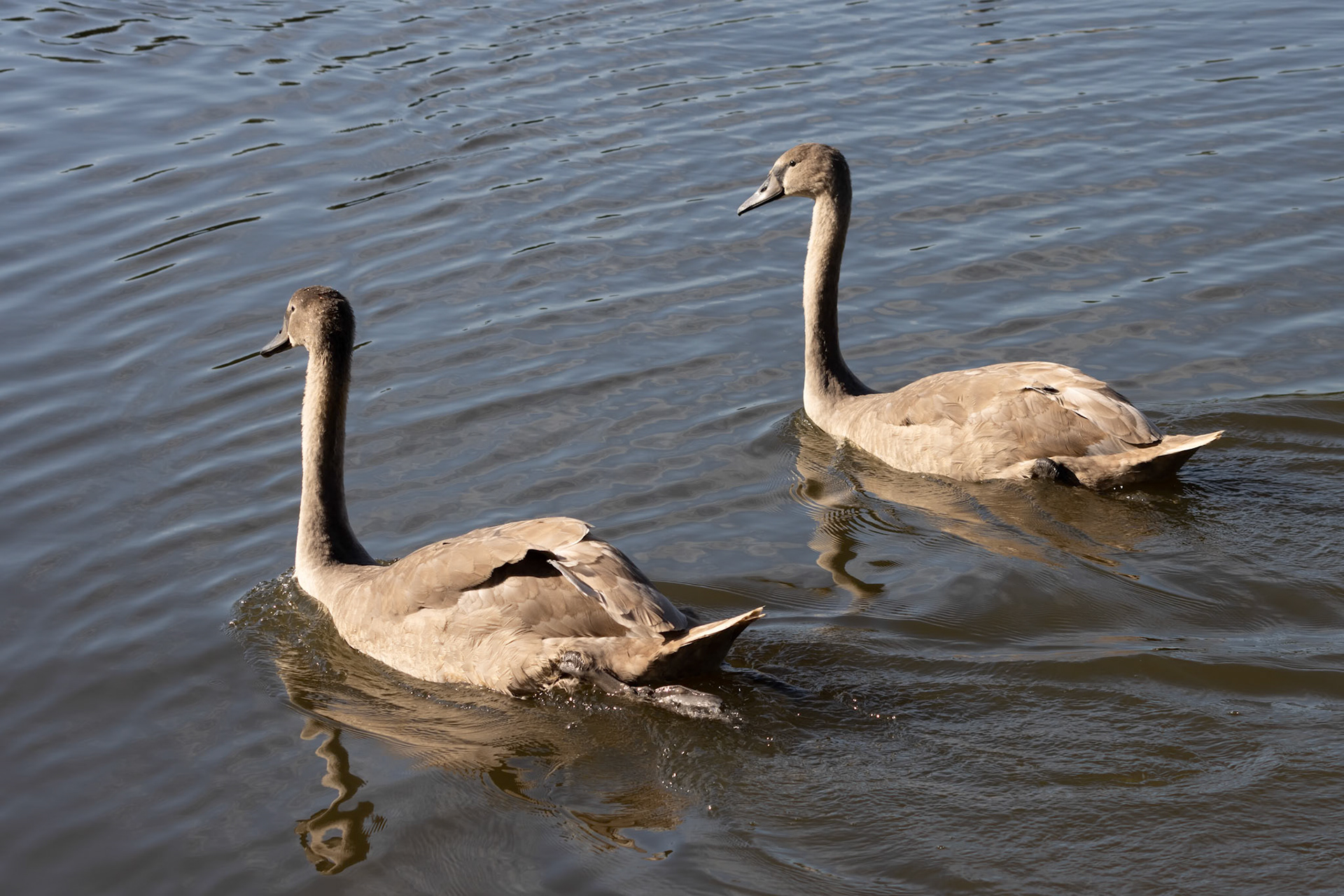 Mute Swan Cygnets illuminated in the sunshine on Hedgecourt Lake