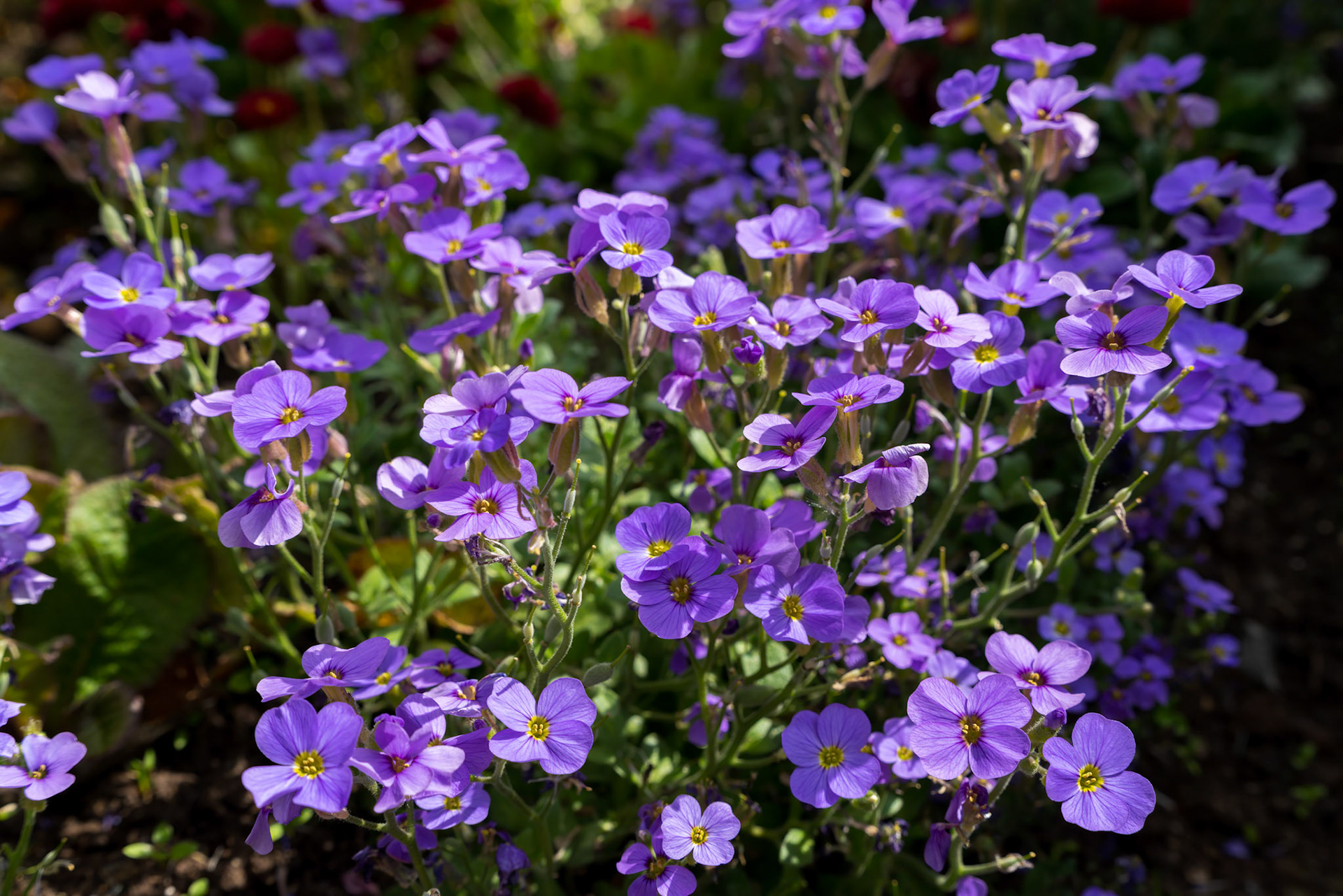 A display of Garden Aubrieta flowering in the spring sunshine
