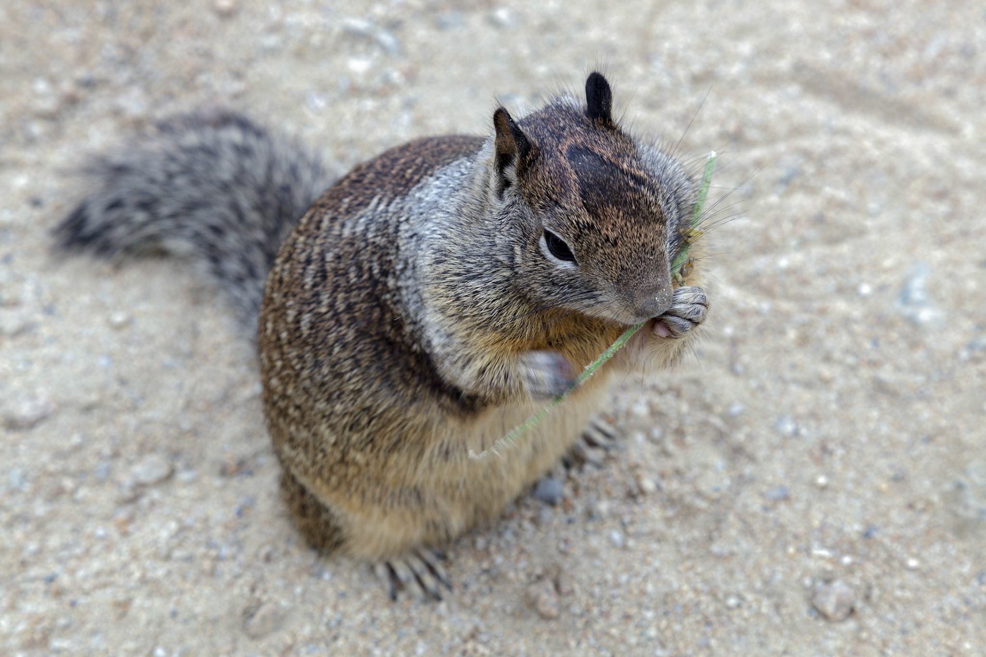California Ground Squirrel (Otospermophilus beecheyi)