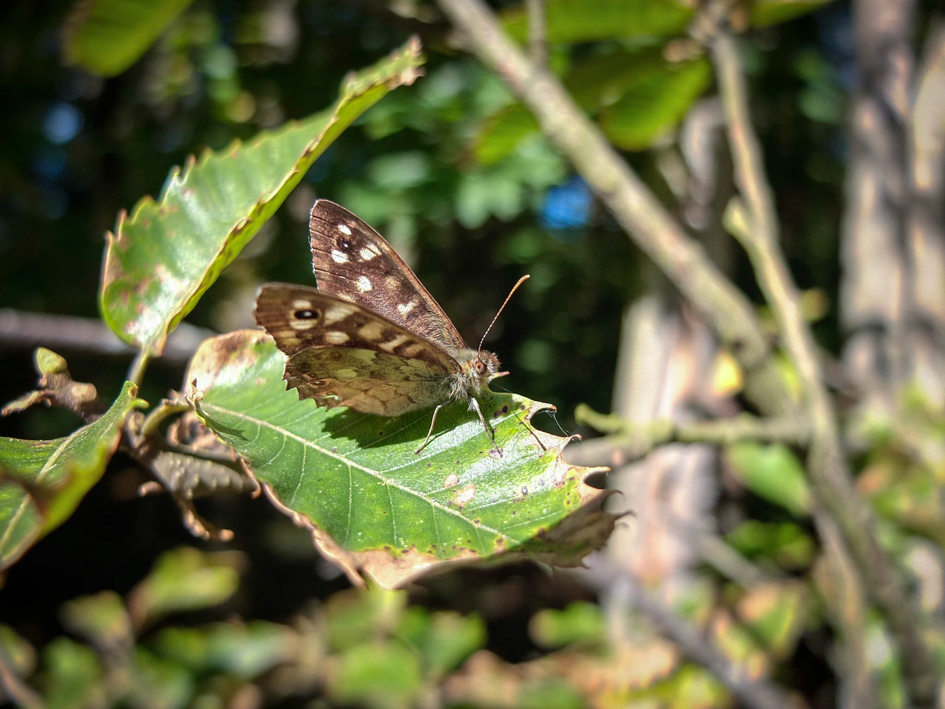 Speckled Wood (Pararge aegeria) Butterfly