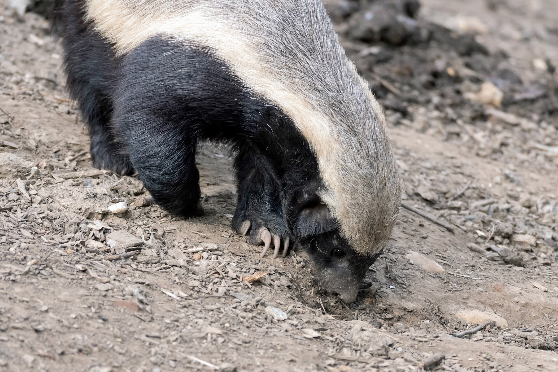 Honey Badger (Mellivora capensis)