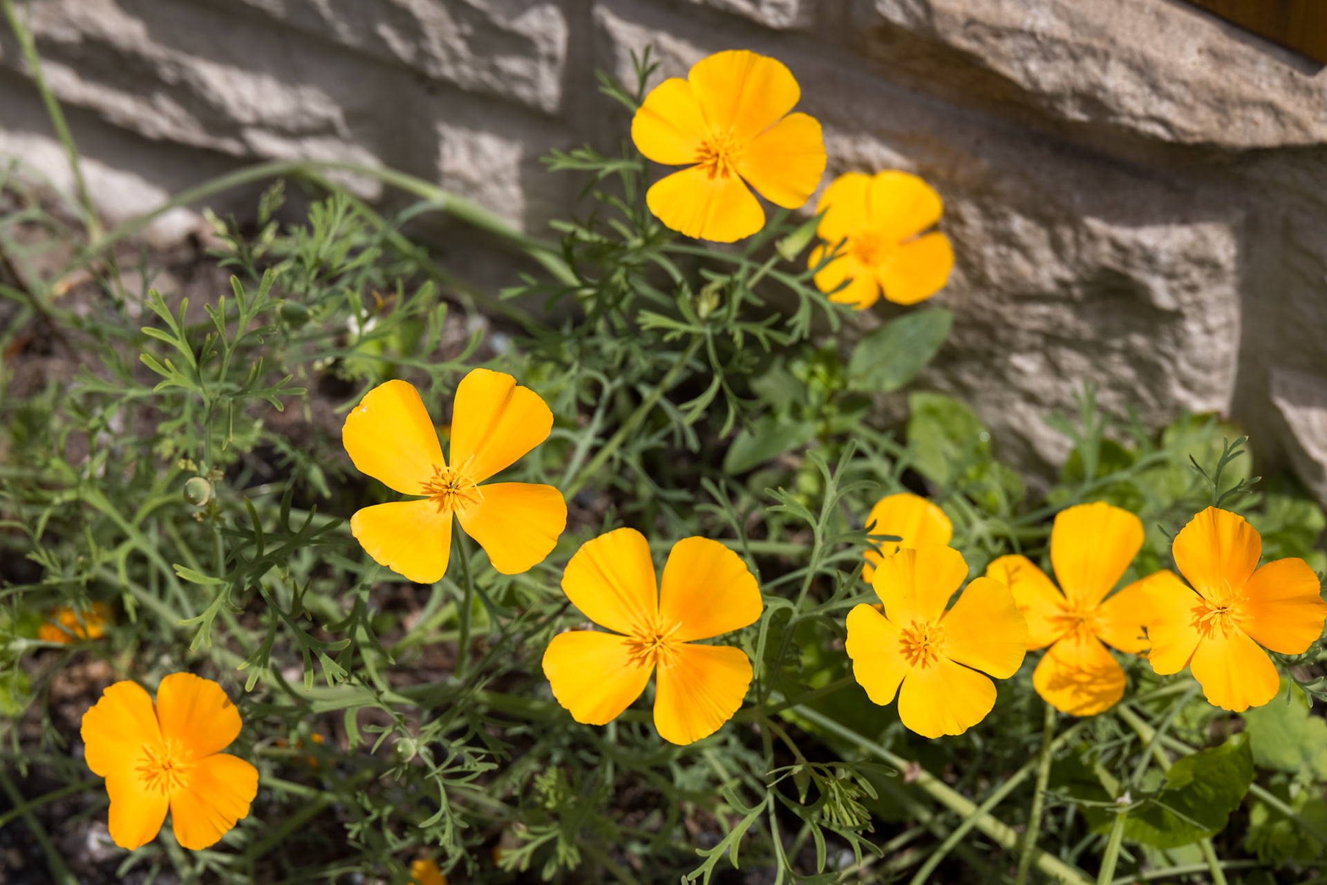 Californian Poppy Eschscholzia californica flowering in Froncysyllte, Wrexham, Wales