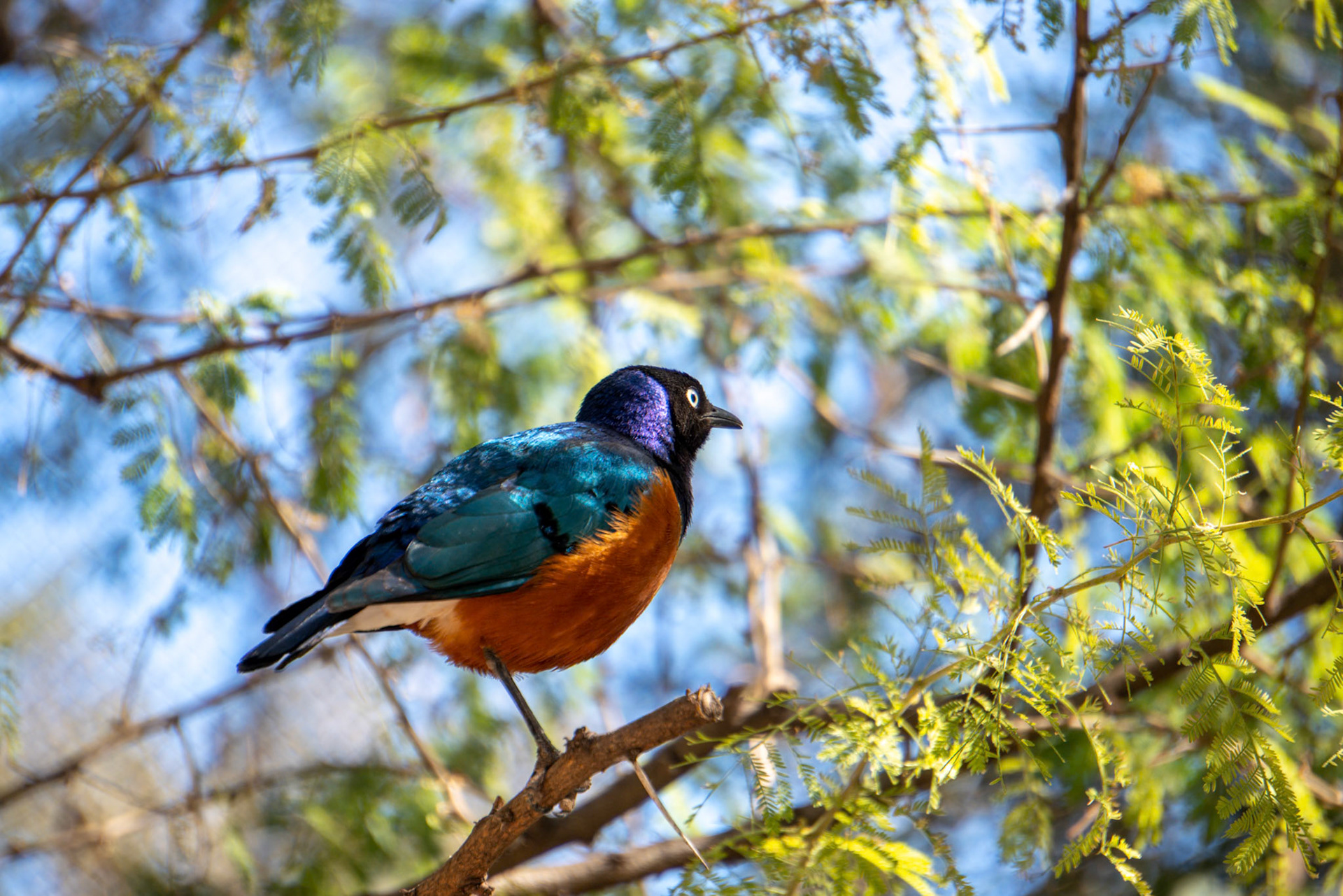 VALENCIA, SPAIN - FEBRUARY 26 : Superb Spreo Starling (Lamprotornis superbus) at the Bioparc in Valencia Spain on February 26, 2019