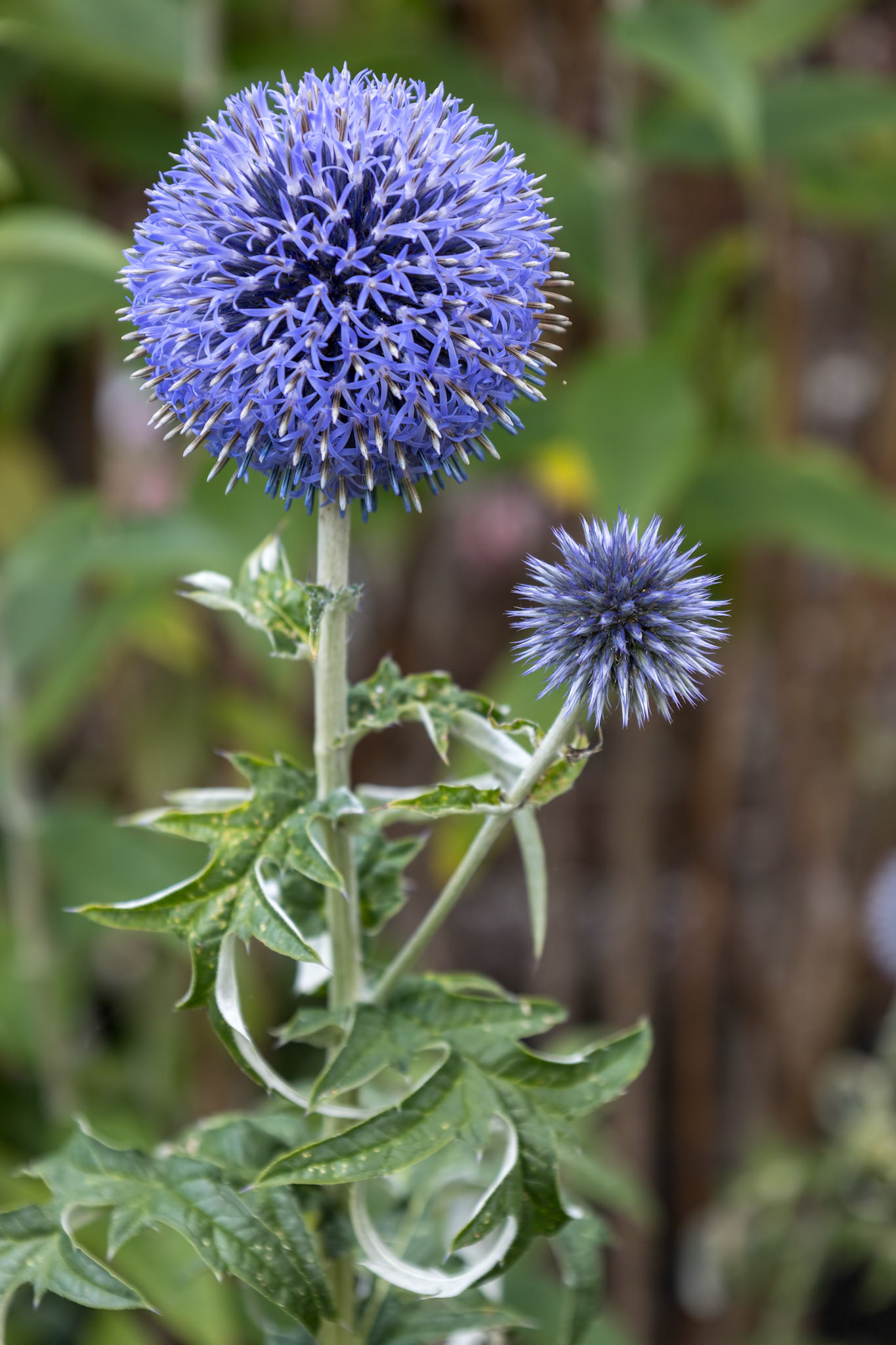 Blue Allium flowering in agarden in East Grinstead