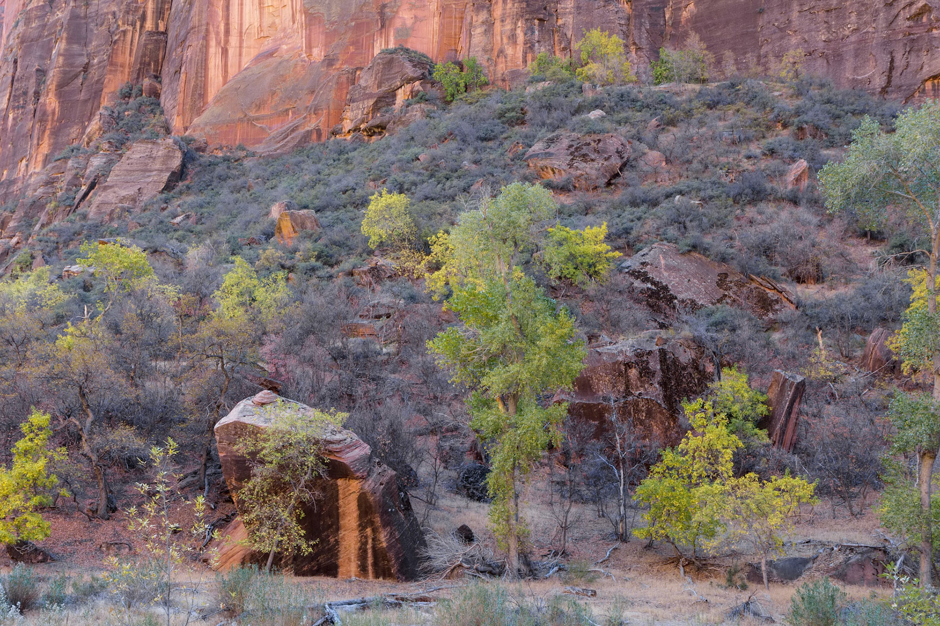 Trees and Boulders in Zion National Park