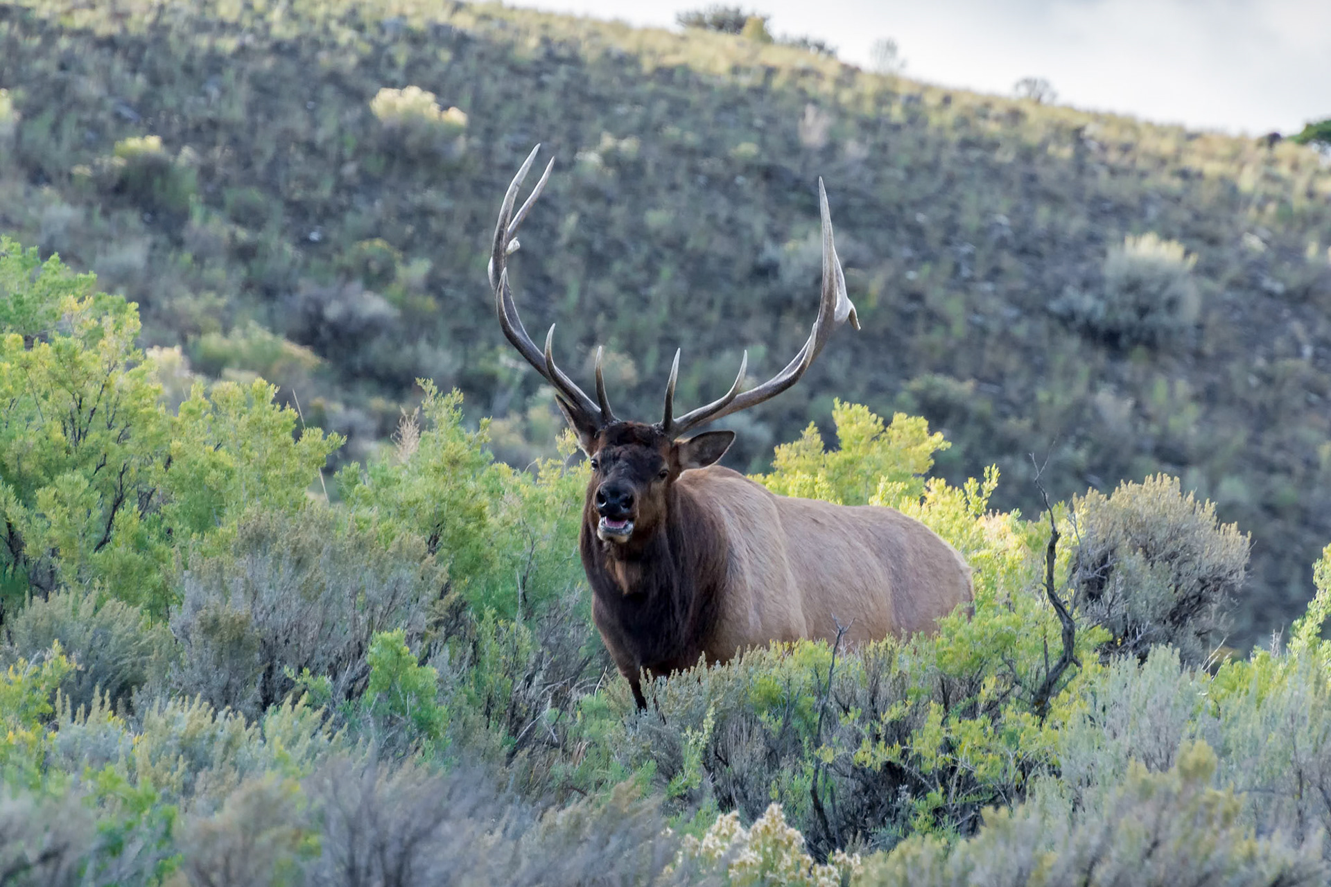 Elk or Wapiti (Cervus canadensis)