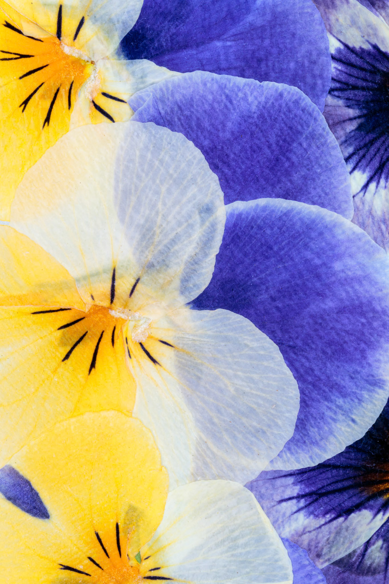 Pressed Flowers Abstract