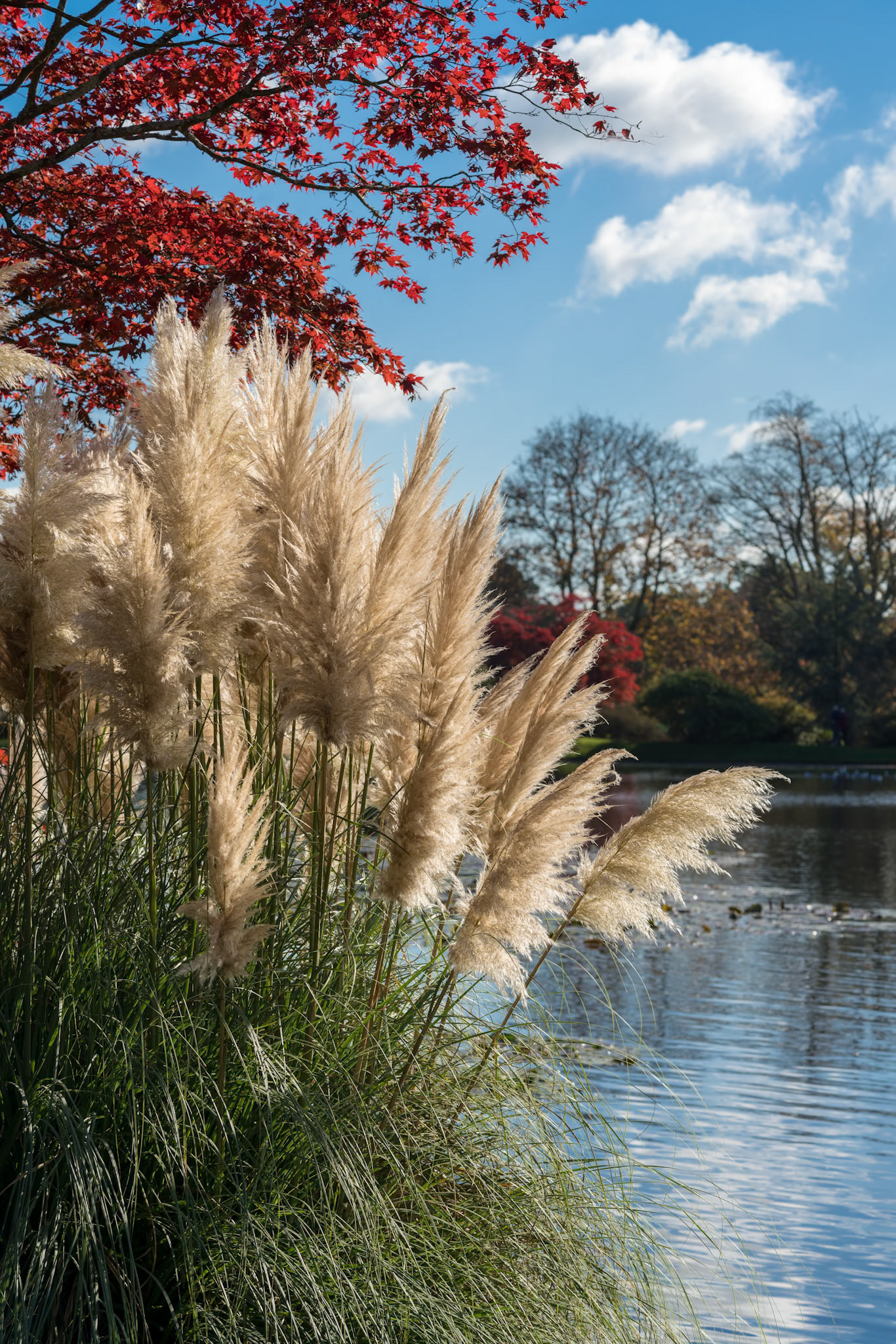 Pampas Grass Growing in  Sheffield Park Gardens