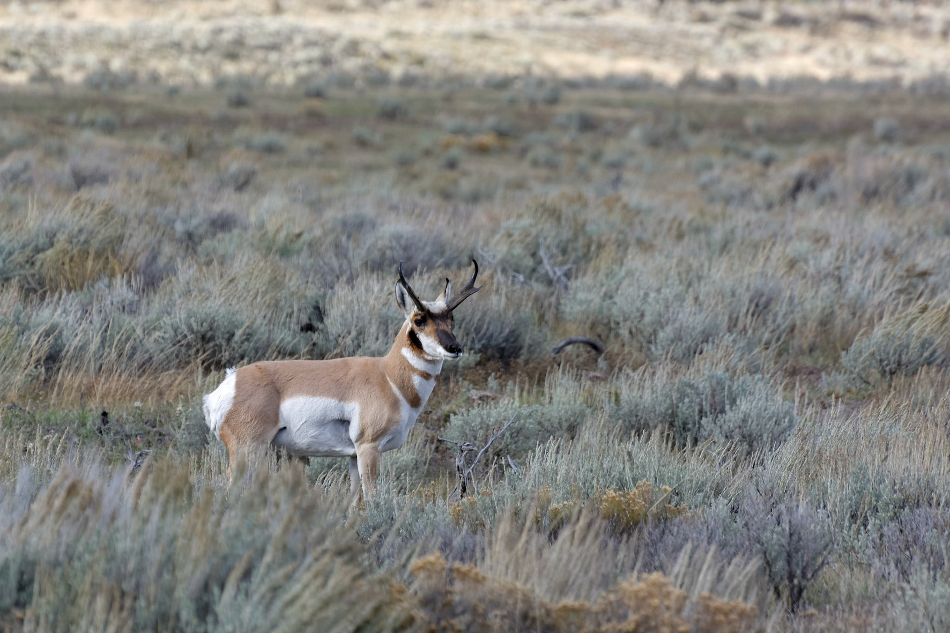 Pronghorn (Antilocapra americana)