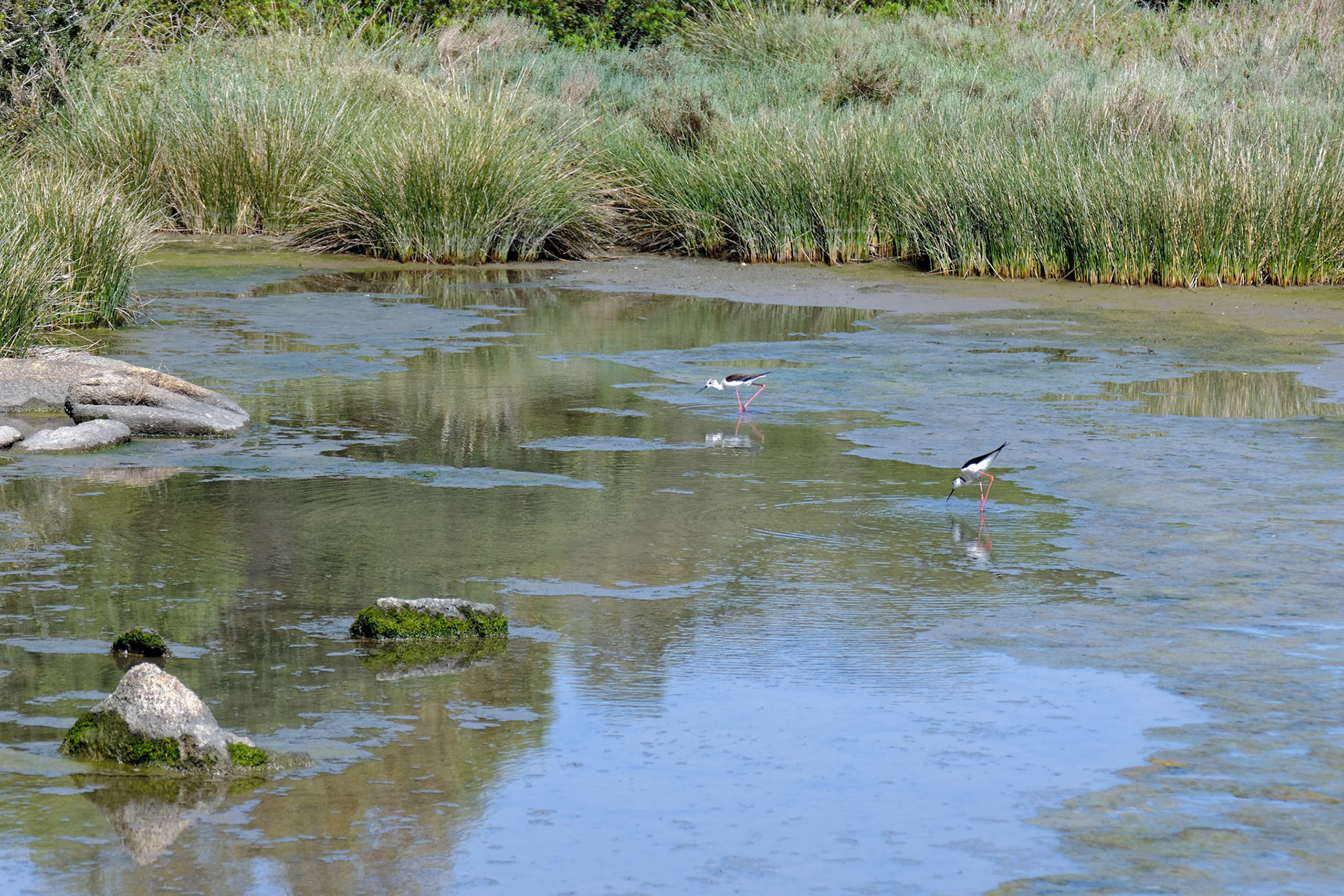Black-winged Stilt, Common Stilt, or Pied Stilt (Himantopus himantopus)