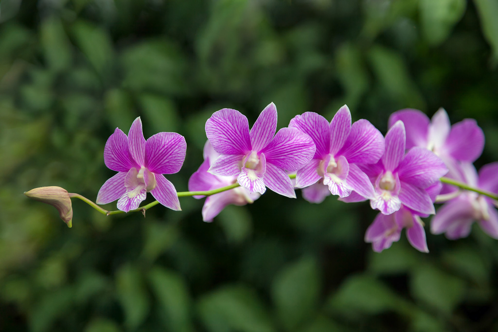 Dendrobium Joaquim Alberto Chissano (Dendrobium Le-Classic x Dendrobium Fairy Wong)
