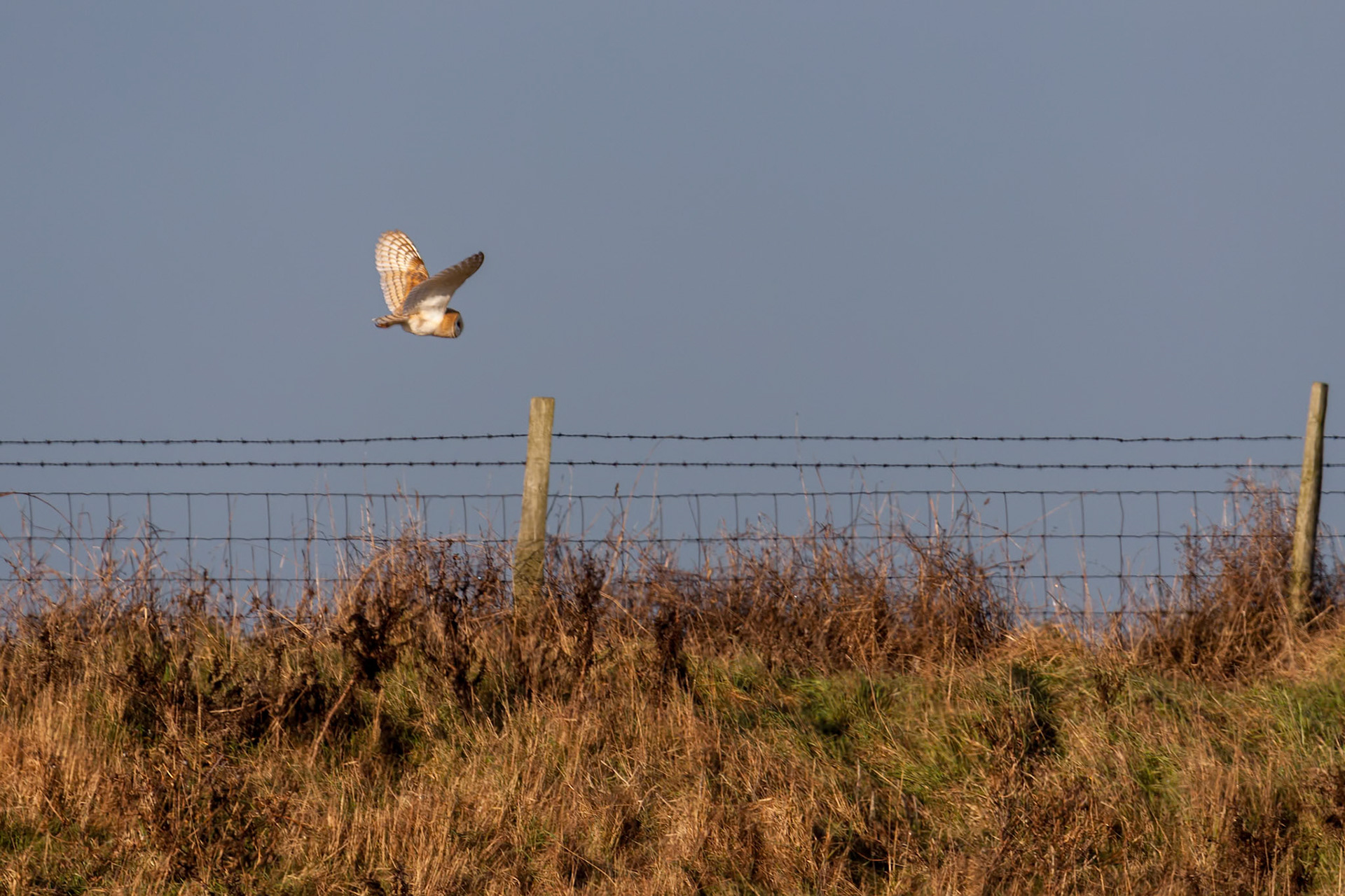 Barn Owl hunting at Elmley Marshes on a winter's afternoon