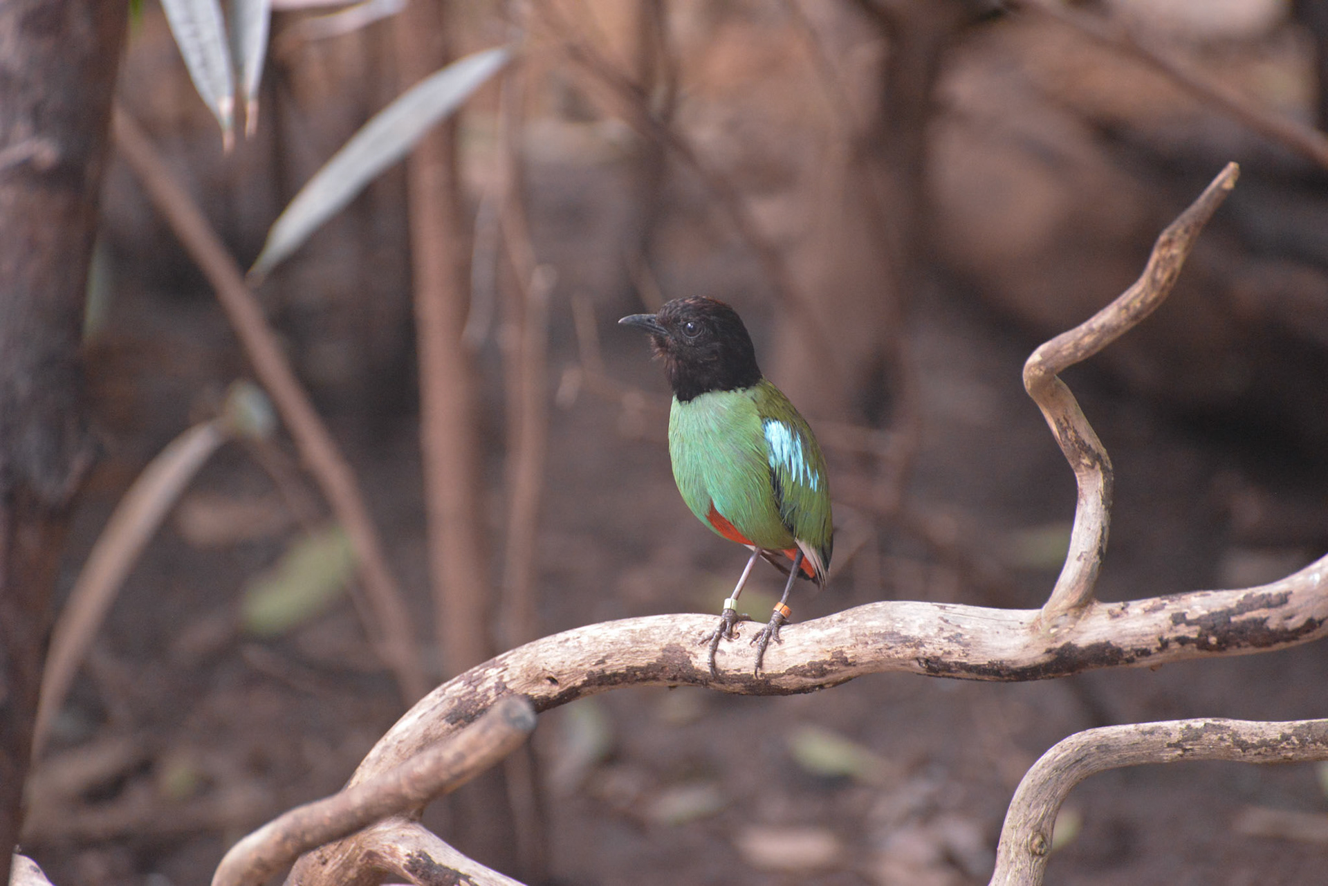 Hooded Pitta (Pitta sordida) resting on a branch
