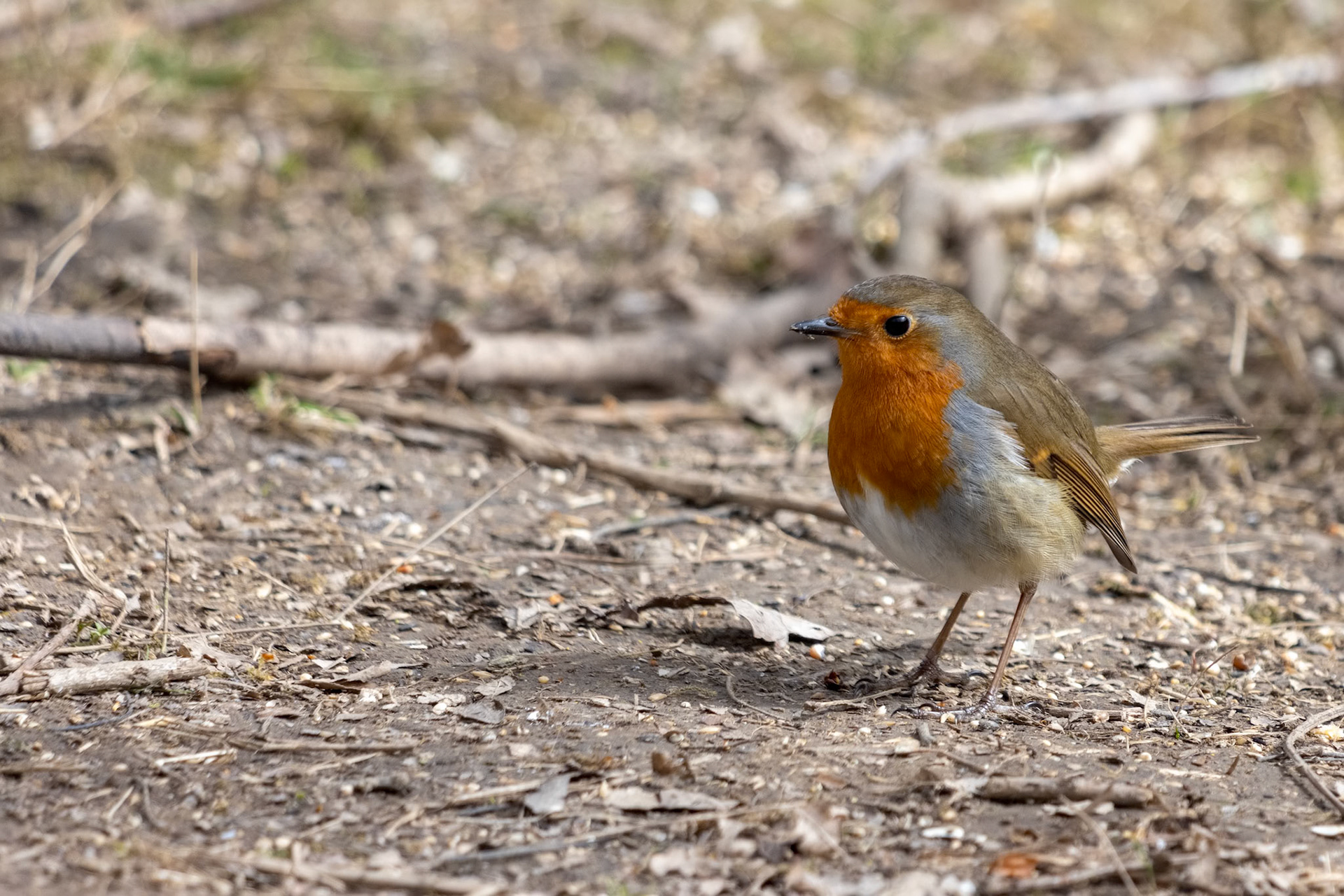 Close-up of an alert Robin standing on muddy path