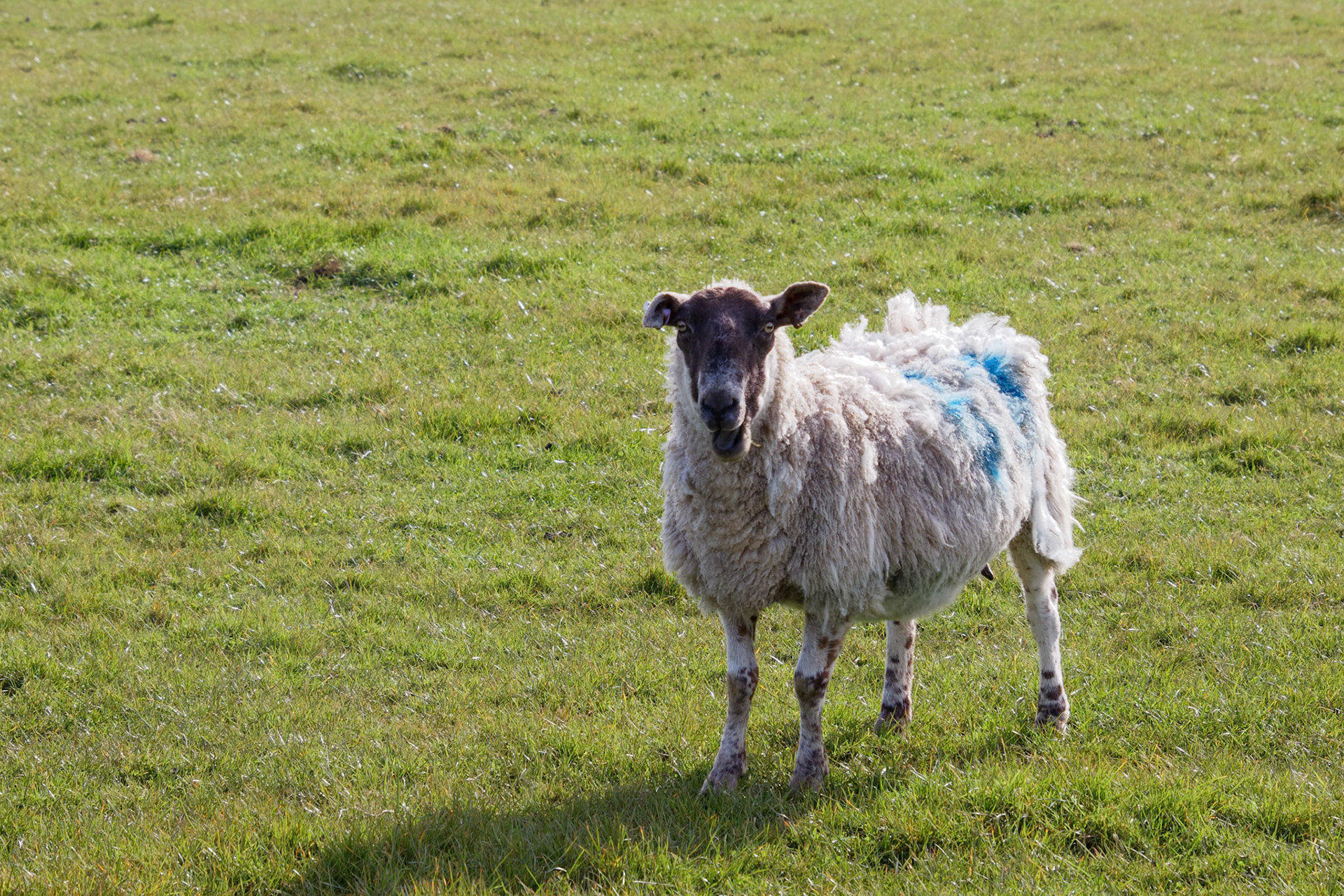 Sheep at Home on the South Downs in Sussex