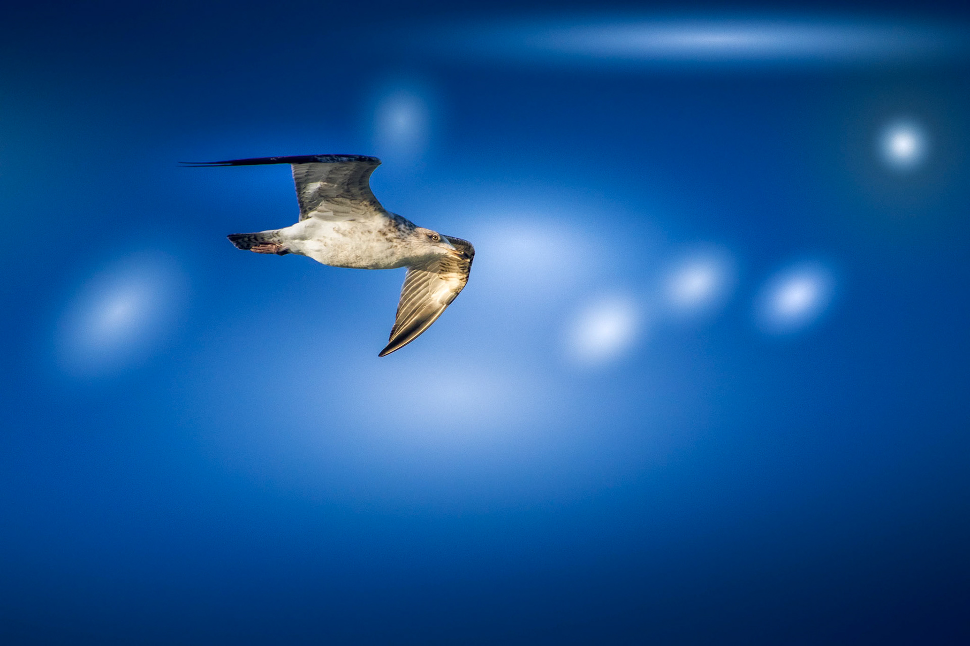 Juvenile European Herring Gull (Larus argentatus)