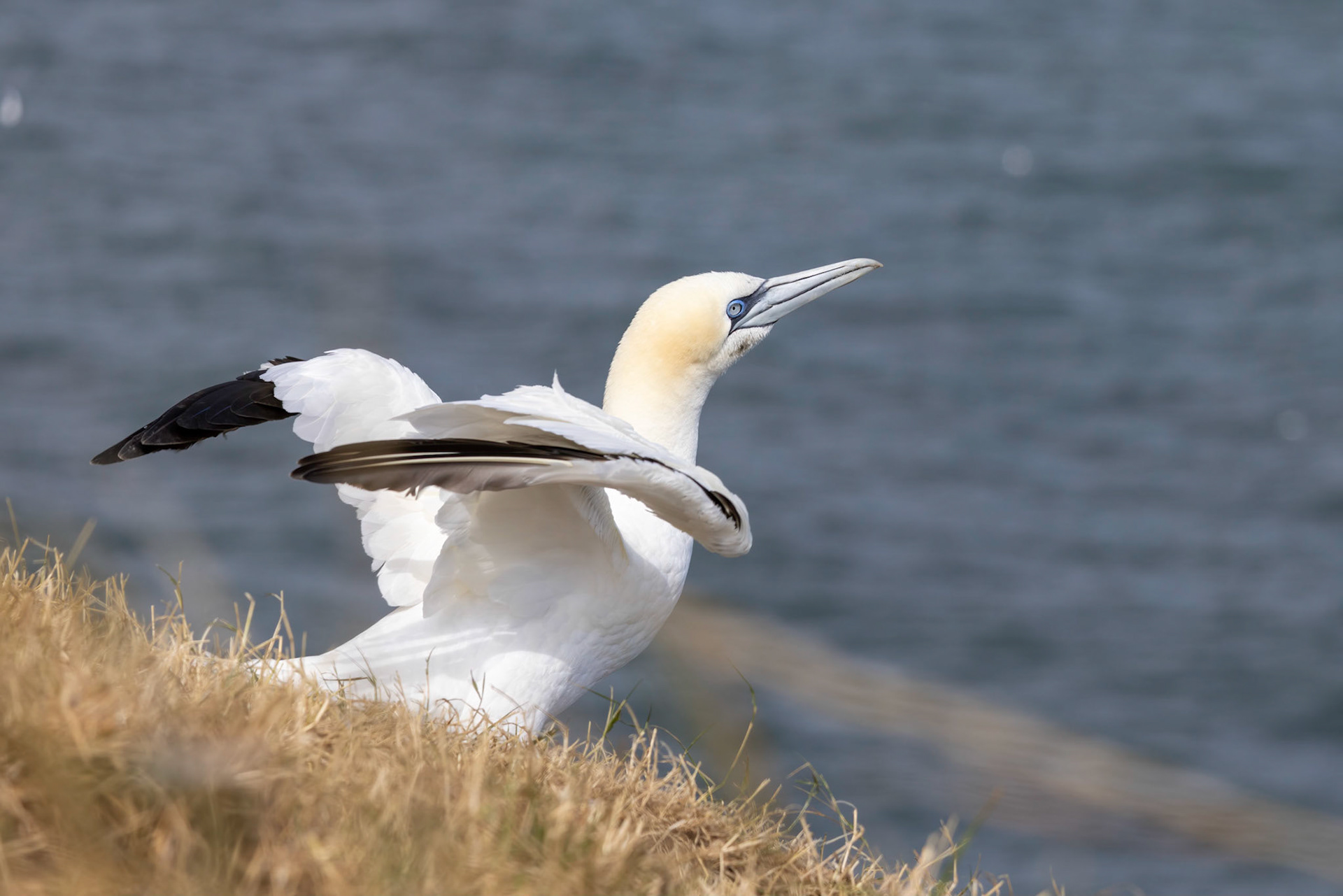 Gannet, Morus bassanus, at Bempton Cliffs in Yorkshire