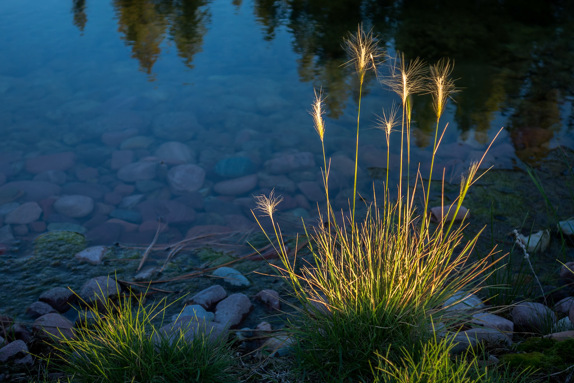 Wild Grass Growing at the Edge of a Lake
