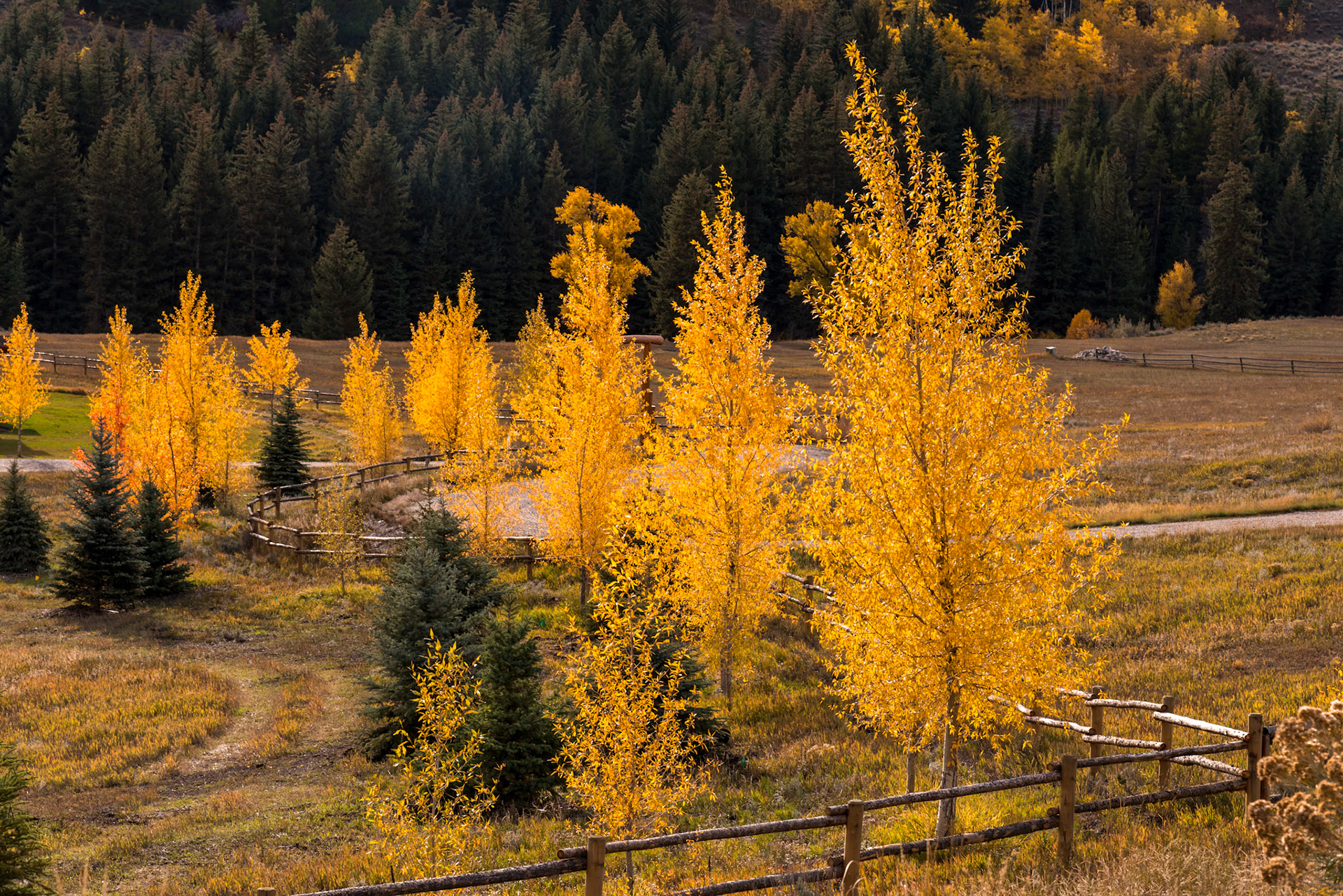 Autumn Colours in Wyoming