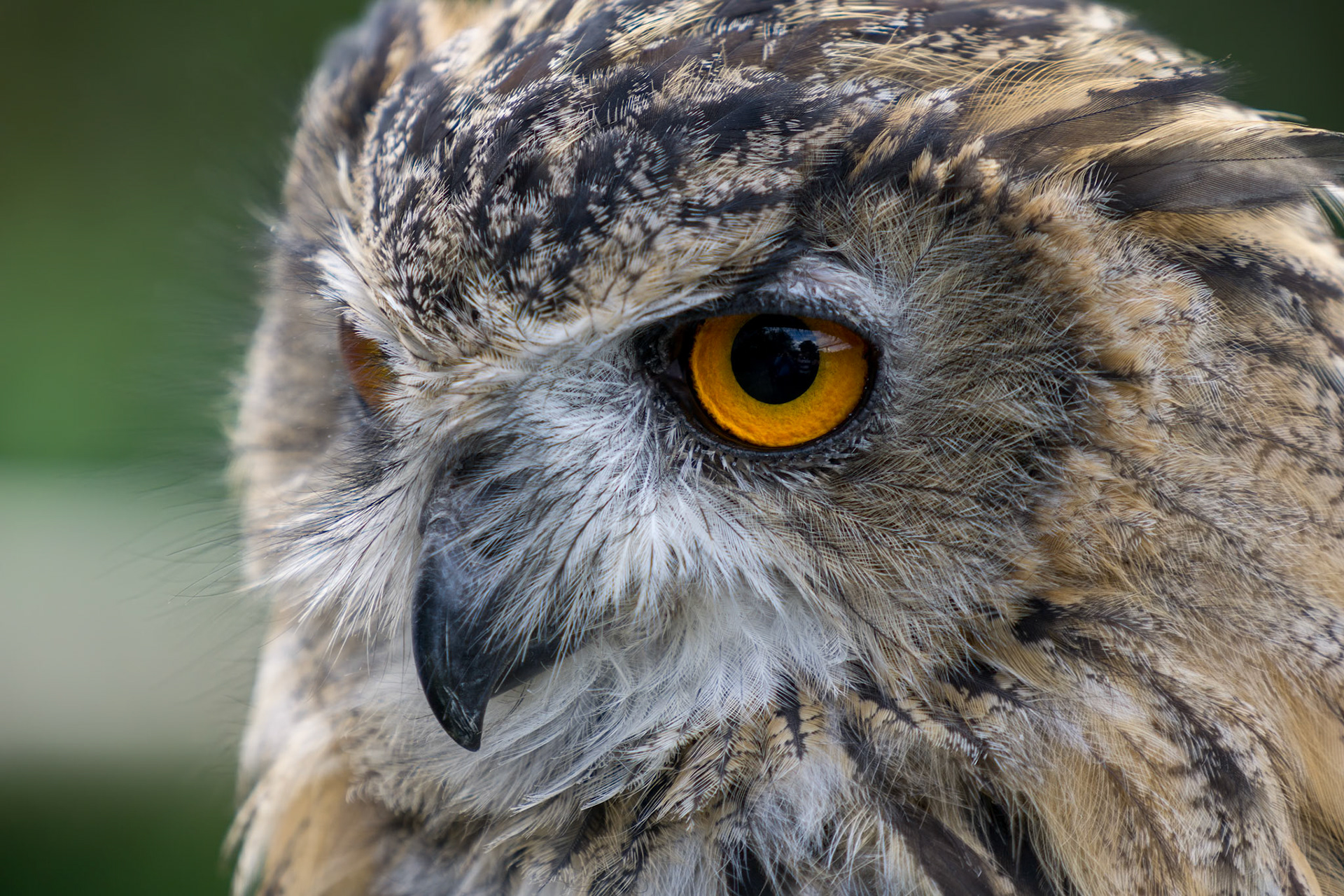 Eurasian Eagle-Owl (Bubo bubo)