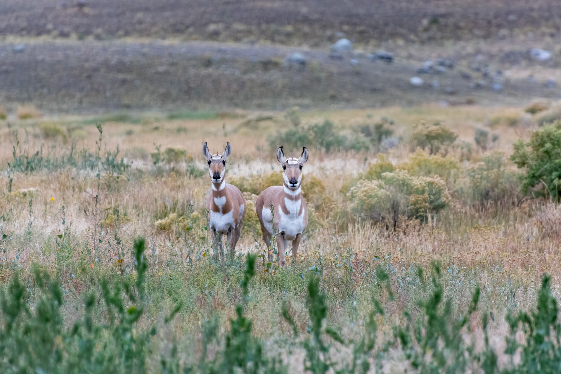A pair of Pronghorn, Antilocapra americana, in Yellowstone National Park