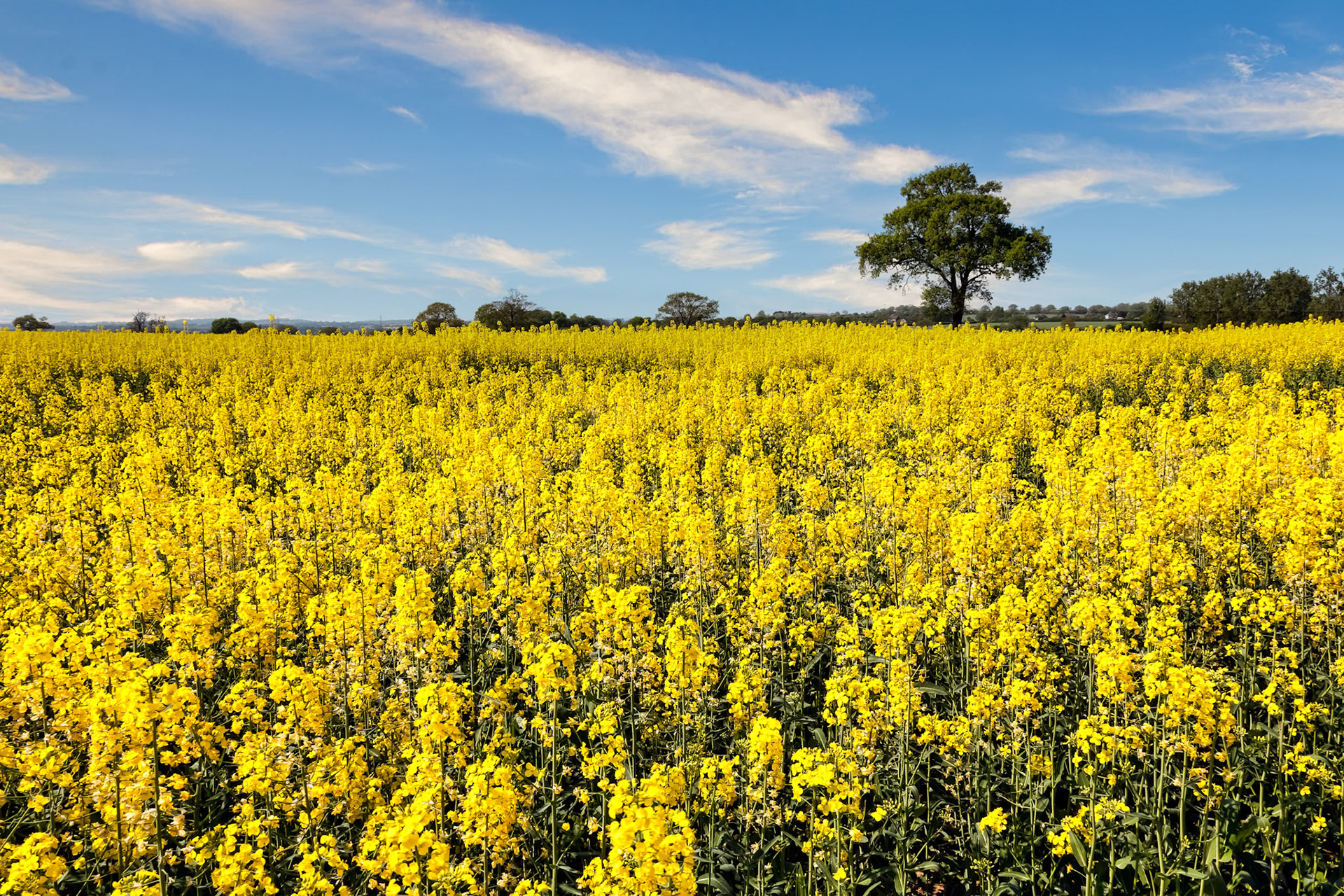 Rape in the Essex Countryside