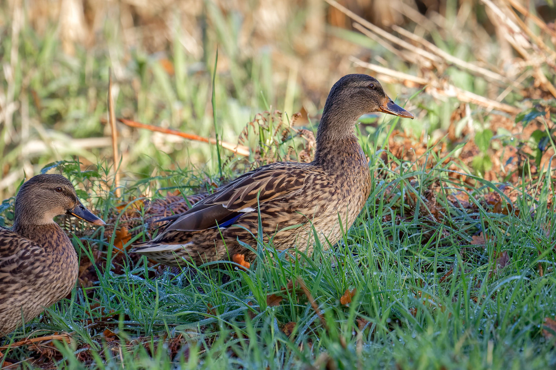 Female Mallards