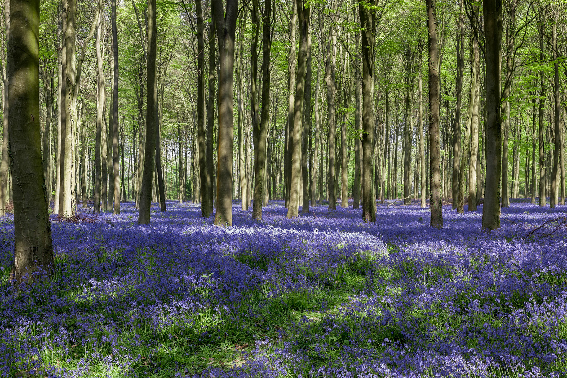 Bluebells in Wepham Wood