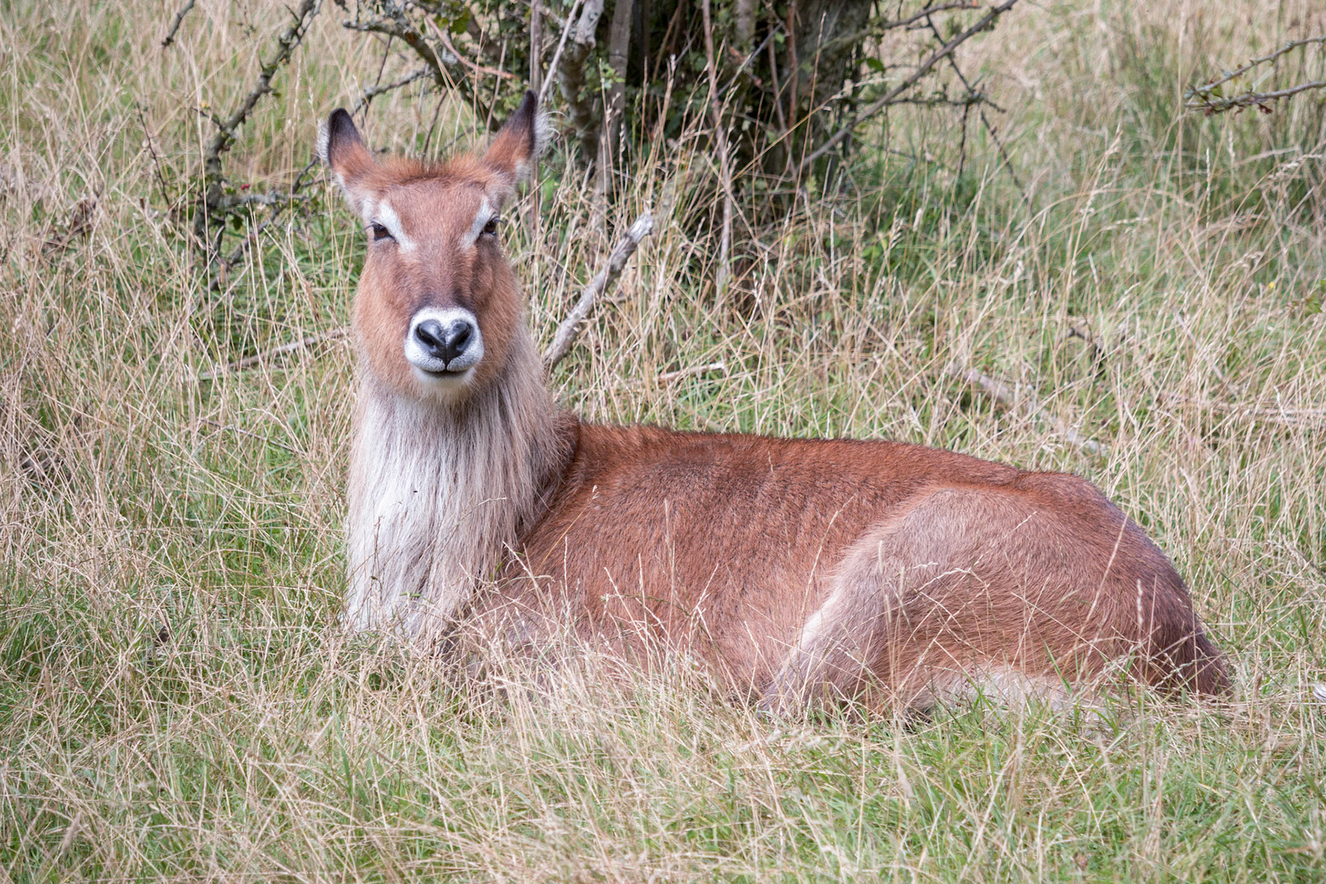 Defassa Waterbuck (Kobus ellipsiprymnus)
