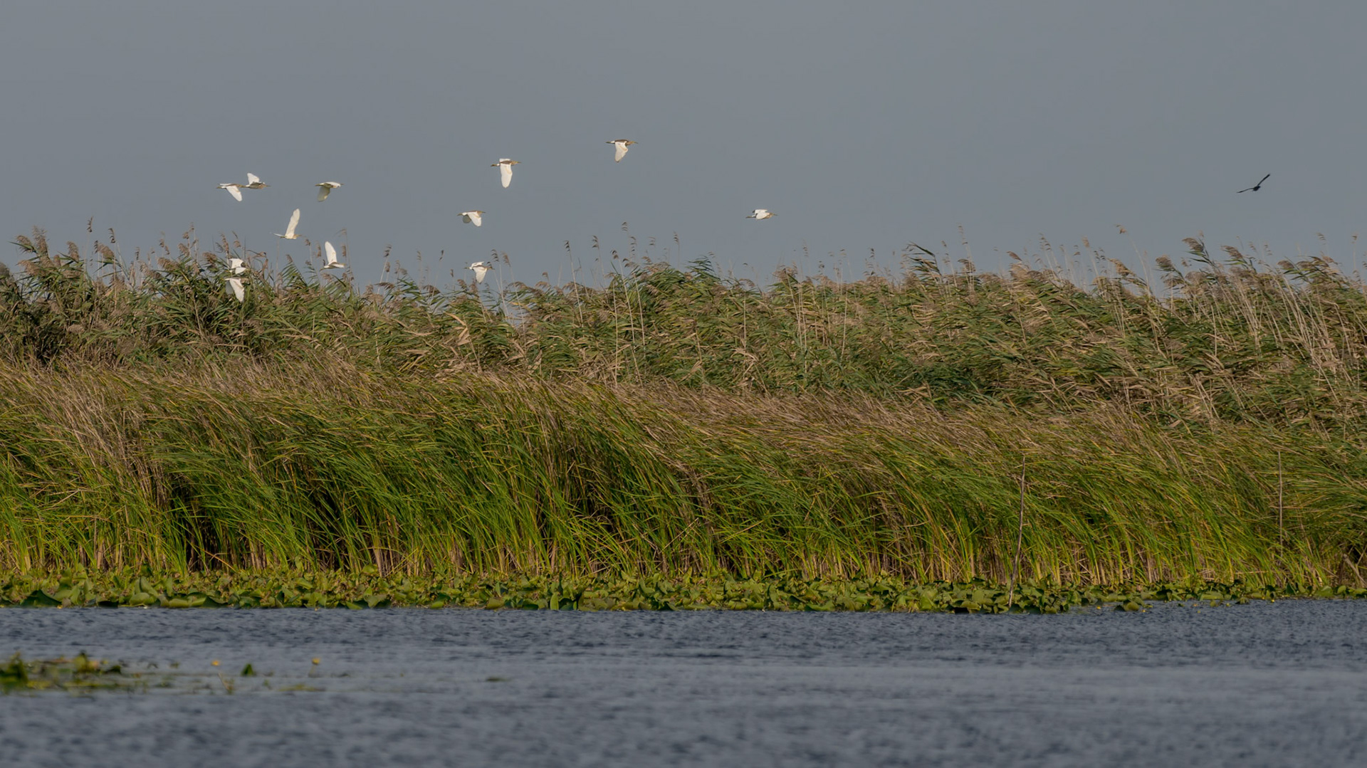 Great White Pelicans (pelecanus onocrotalus) flying over the Danube Delta