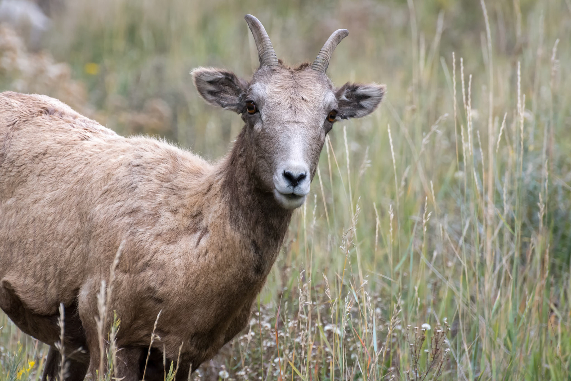 Bighorn Sheep (Ovis canadensis)