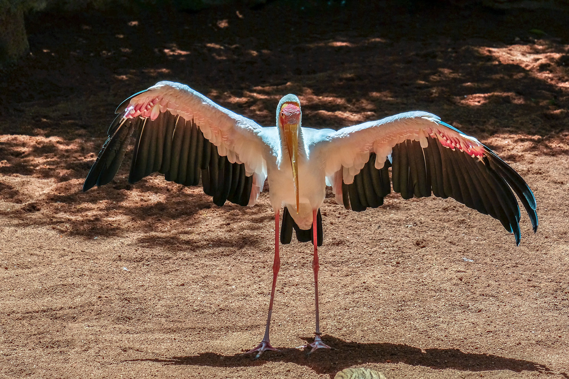 FUENGIROLA, ANDALUCIA/SPAIN - JULY 4 : Yellow-Billed Stork (Mycteria ibis) at the Bioparc in Fuengirola Costa del Sol Spain on July 4, 2017