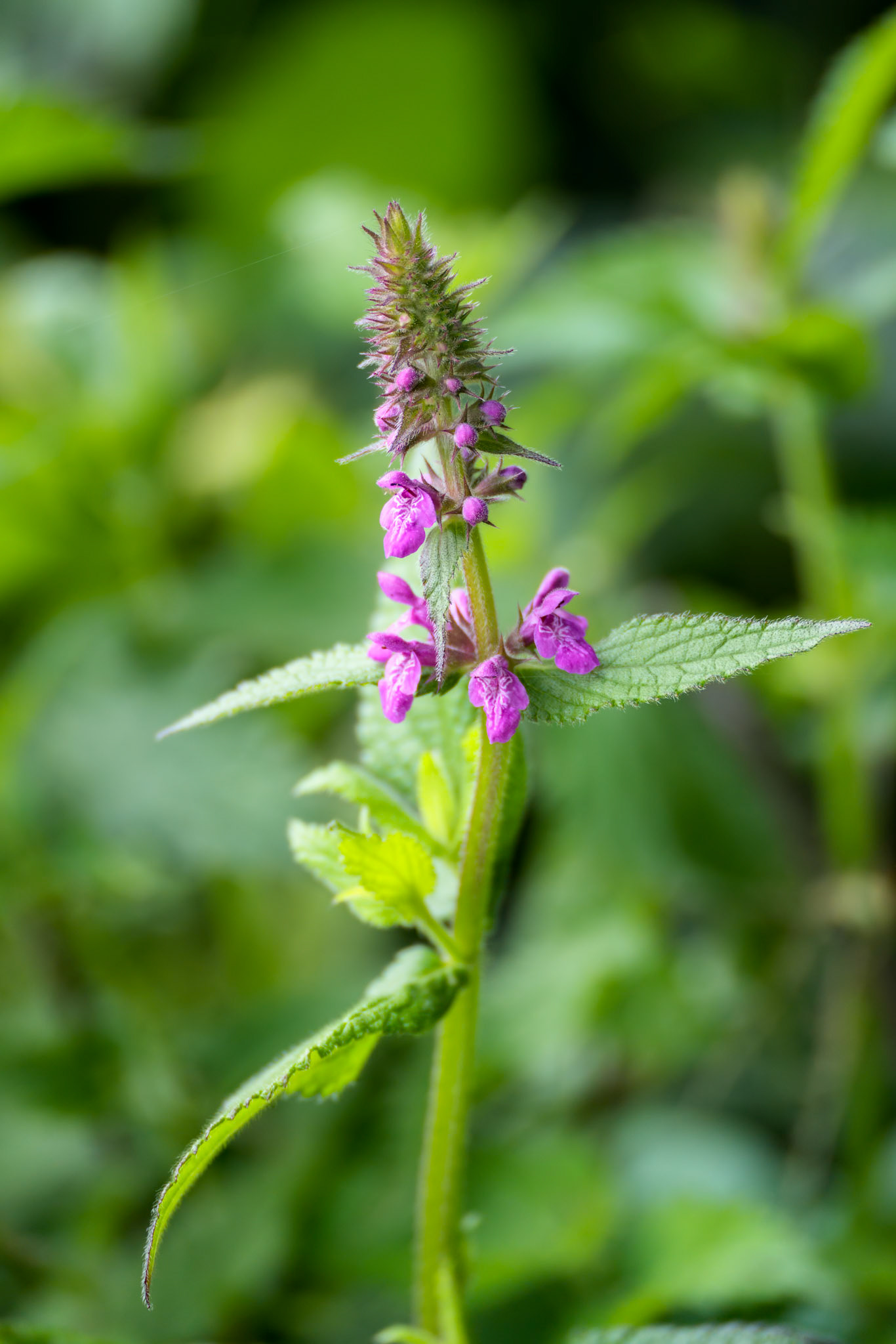Clowns Woundwort ( Stachys palustris L) flowering by the mere in Ellesmere