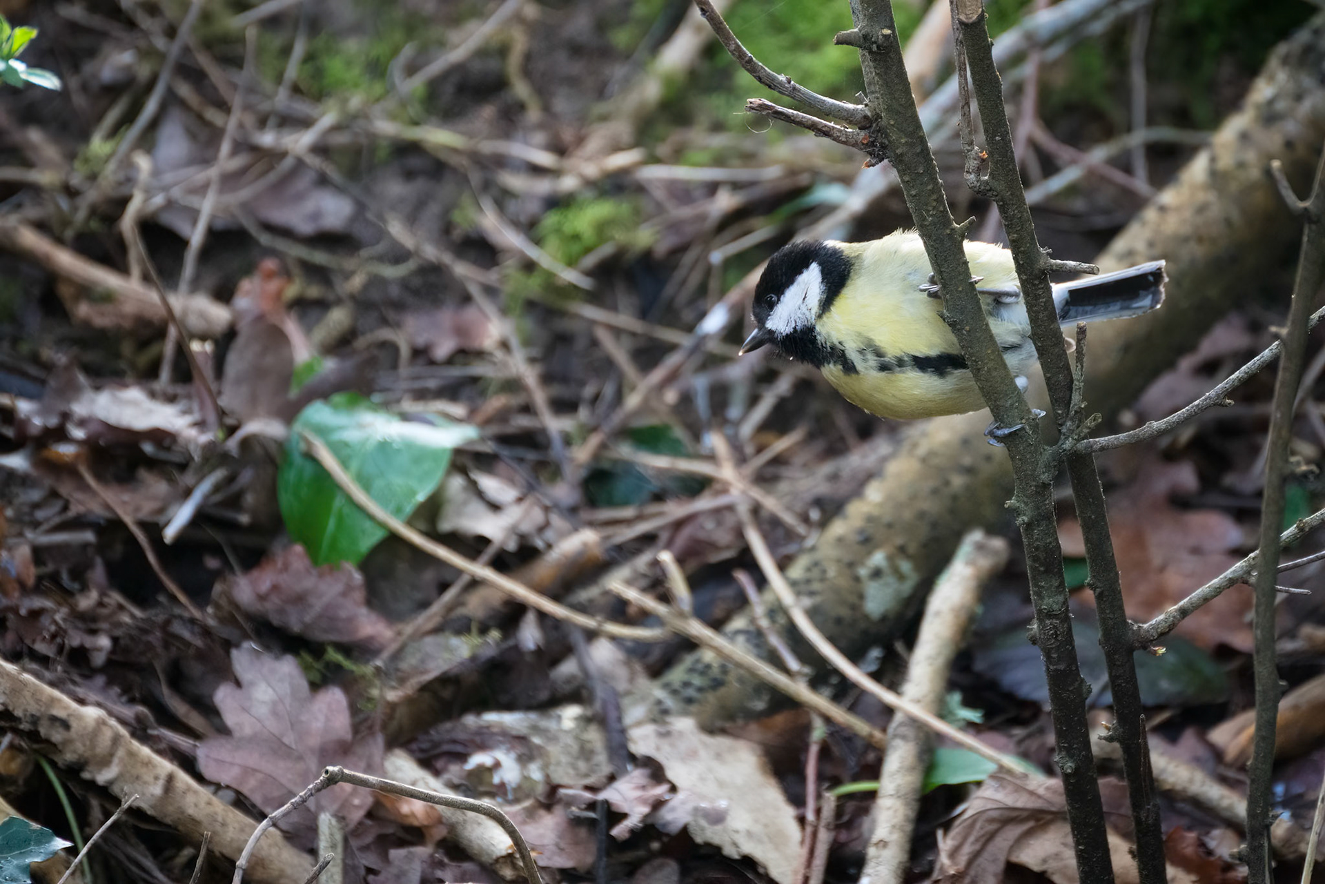 Great Tit perched on a branch