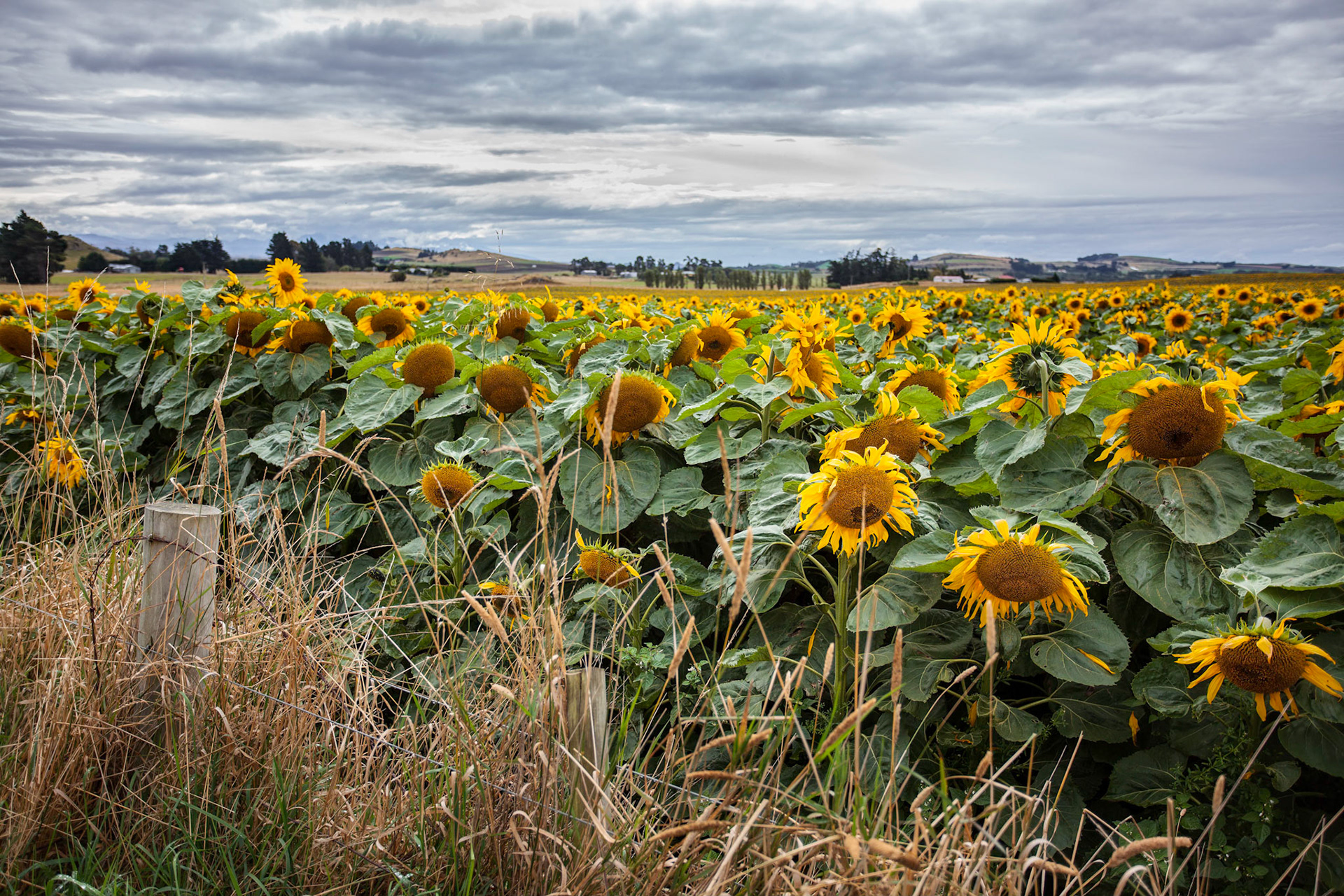 A field full of Sunflowers (Helianthus annuus) in New Zealand