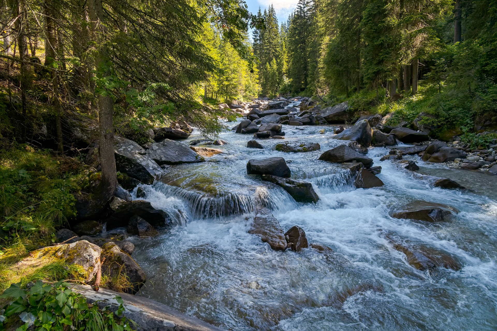 View of the river or torrent in the Natural Park of Paneveggio Pale di San Martino in Tonadico, Trentino, Italy