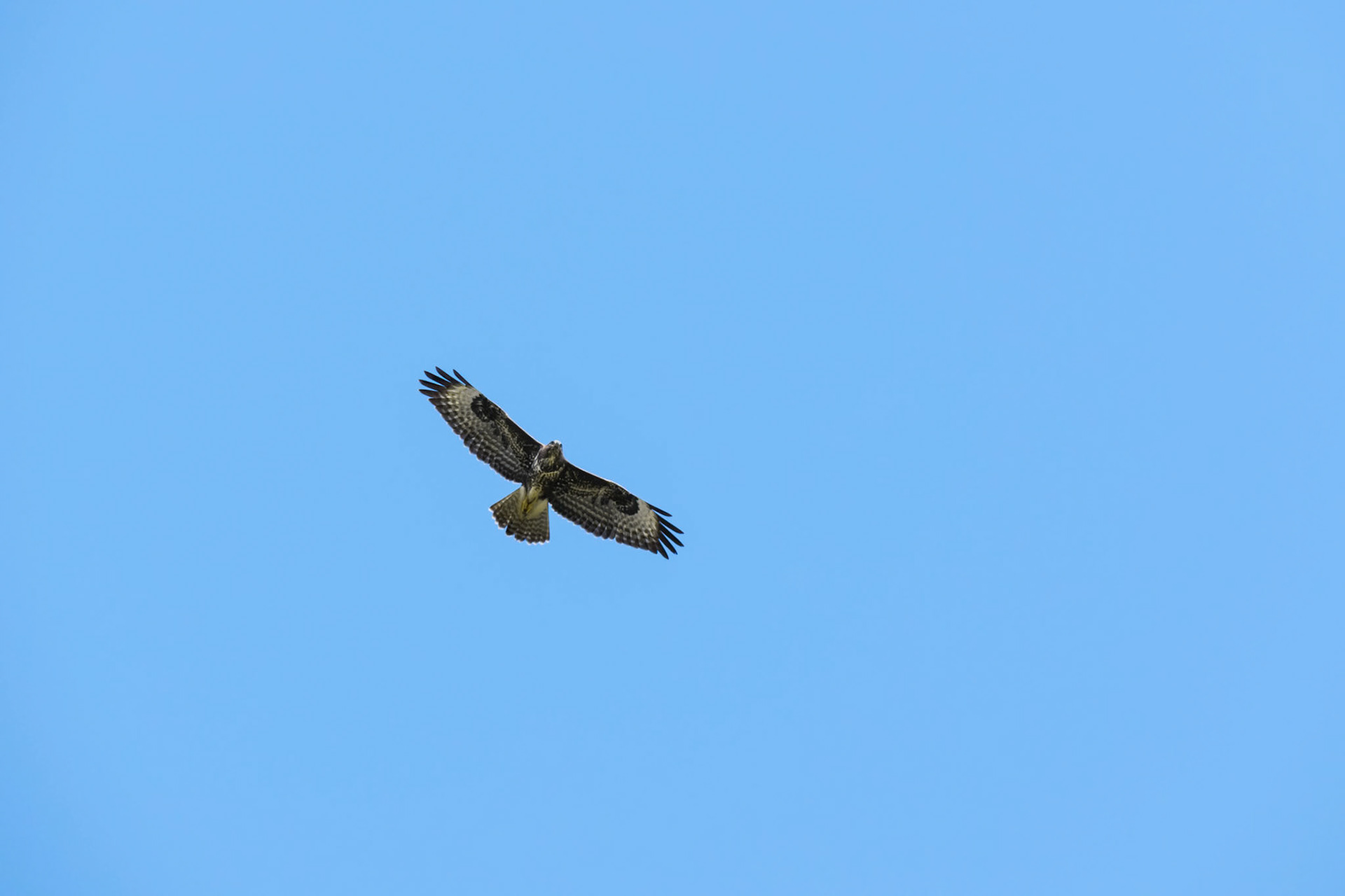 Common Buzzard(Buteo buteo) near Larret in France