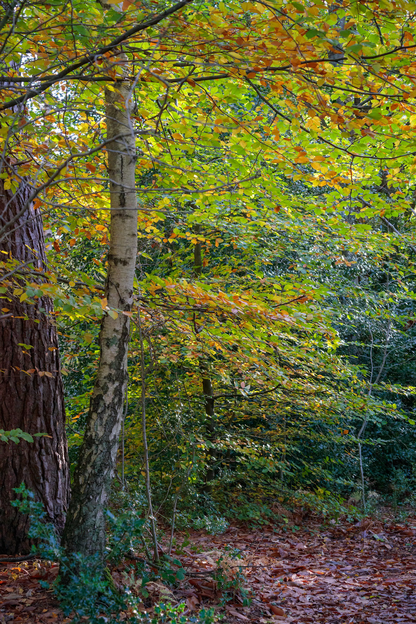 Autumn colours of leaves in Buchan Country Park