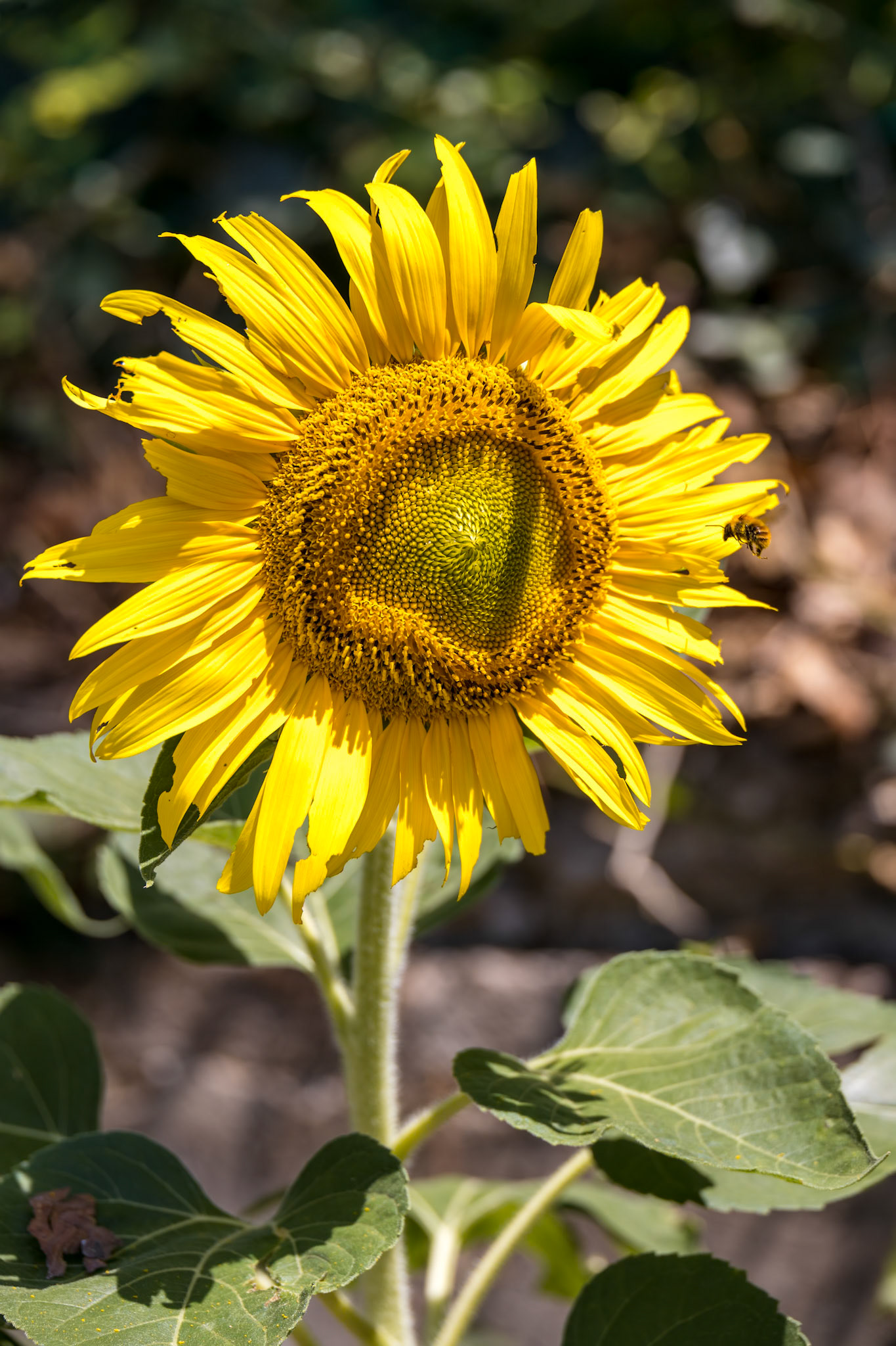Sunflower blooming in a garden in Italy