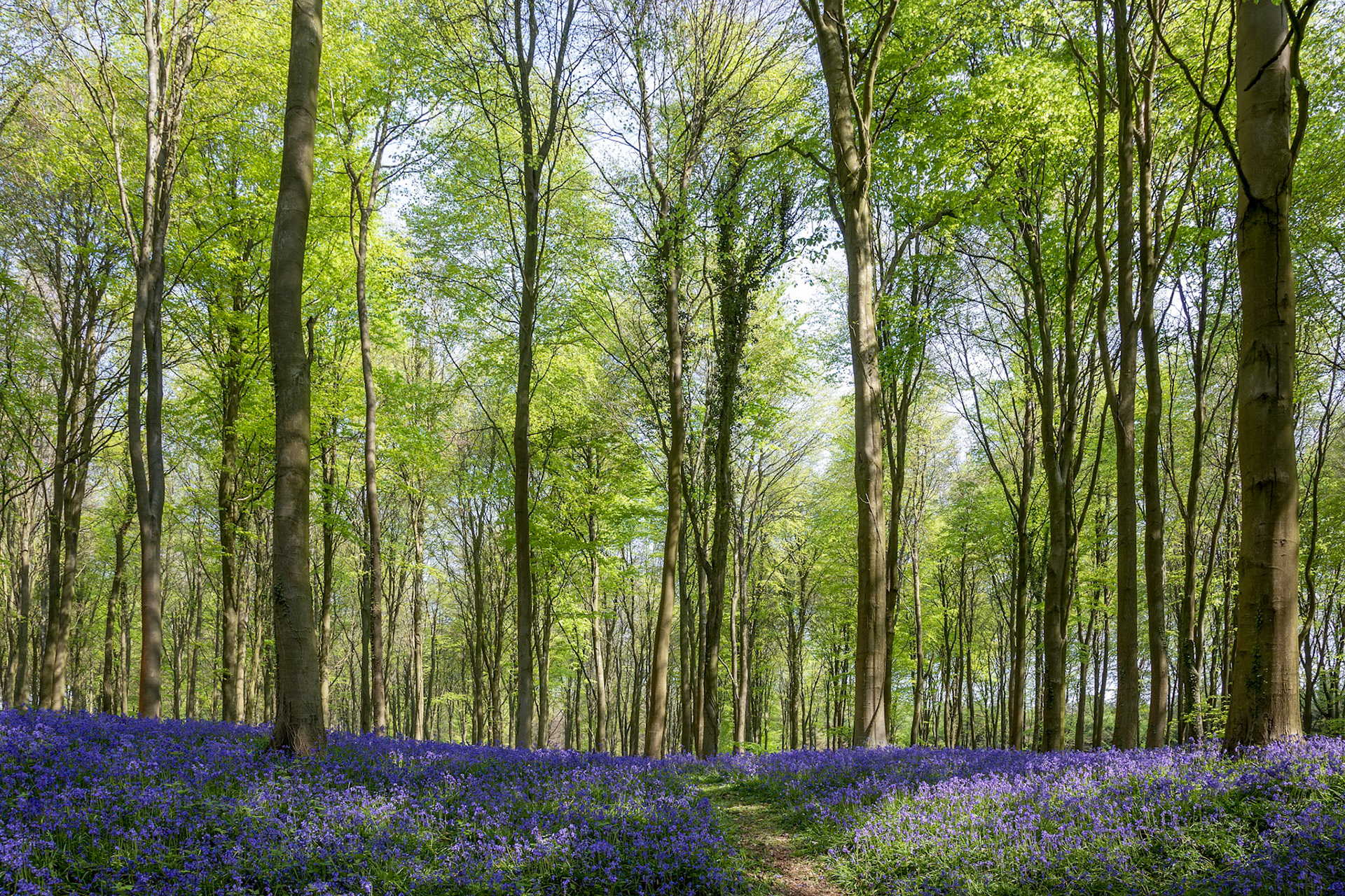 Bluebells in Wepham Wood