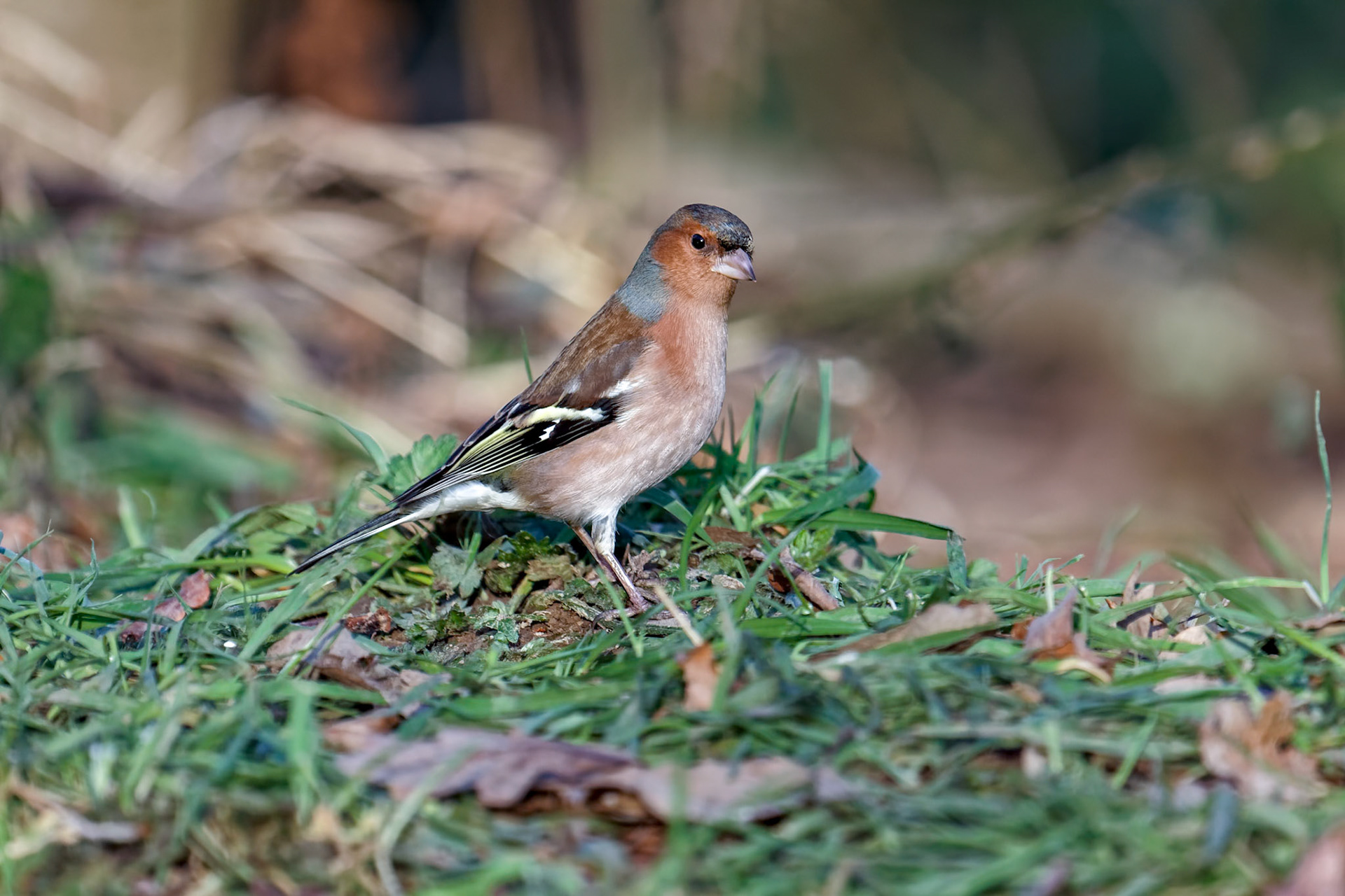 Close-up of a Chaffinch (fringilla coelebs)