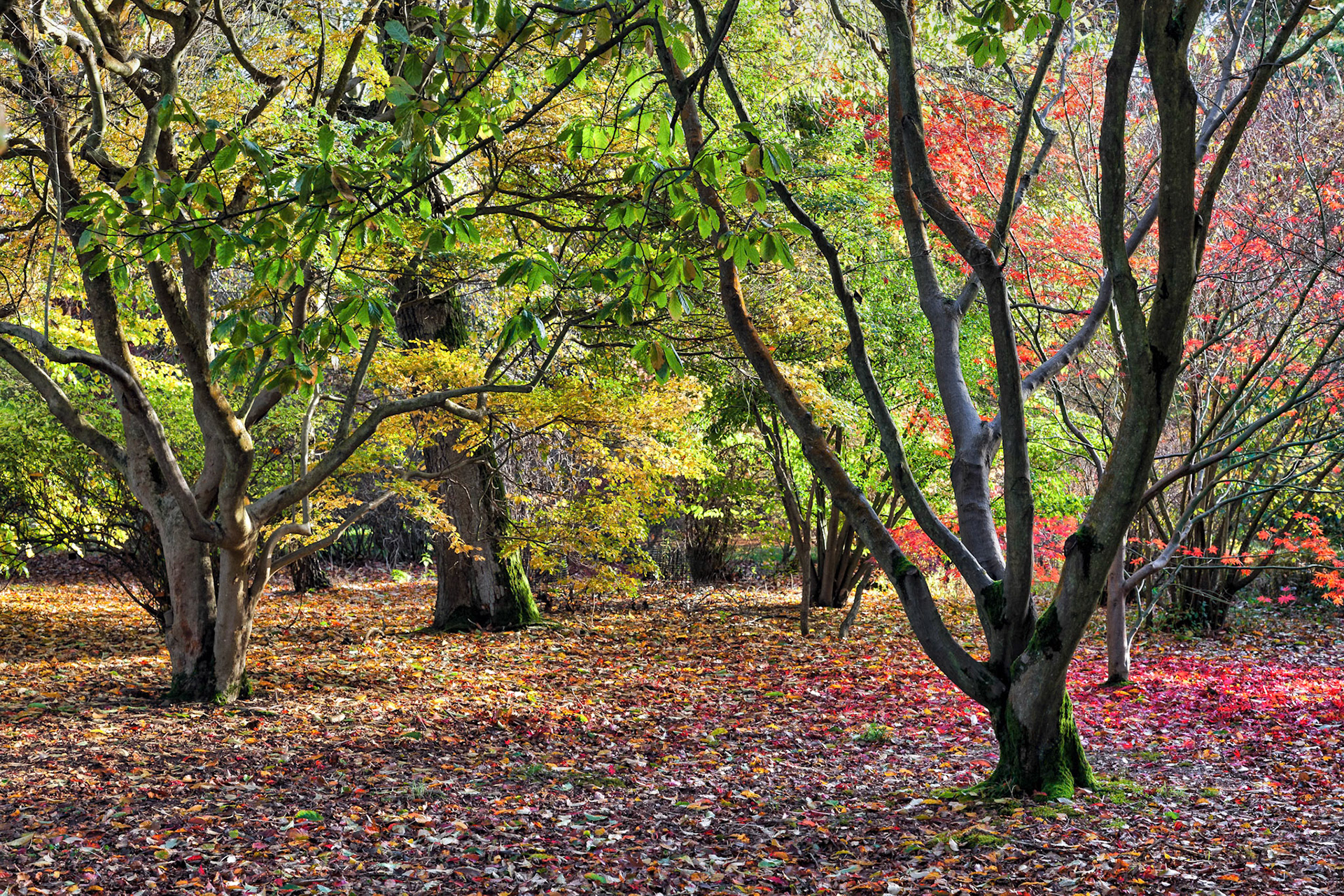 Sheffield Park Gardens