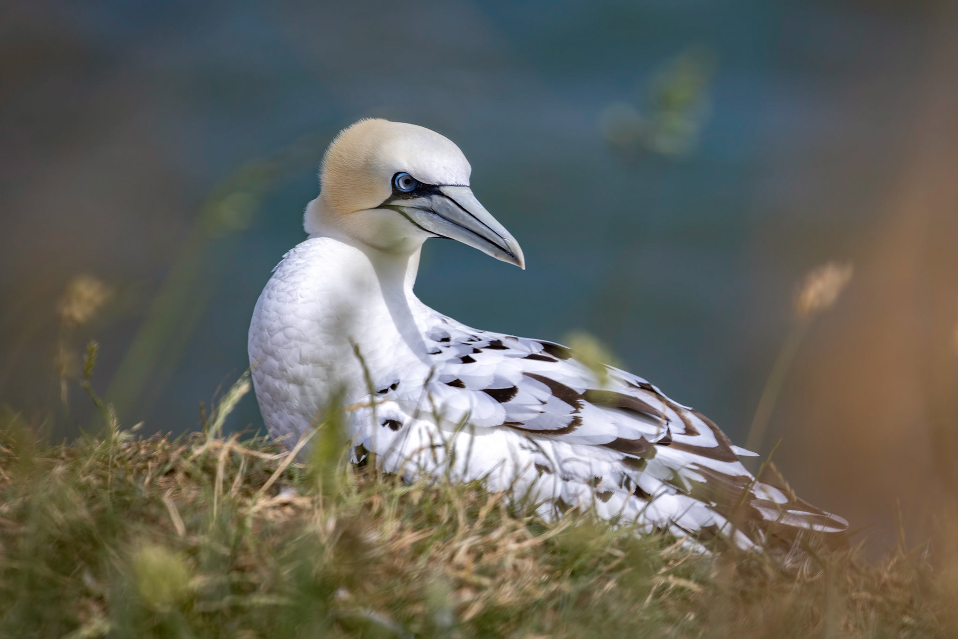 Gannet, Morus bassanus, at Bempton Cliffs in Yorkshire