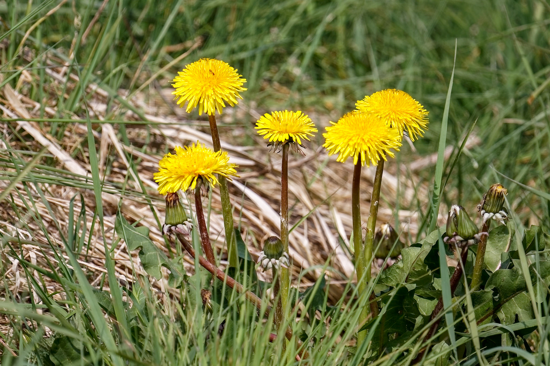 Close-up of a Clump of Dandelions (Taraxacum)