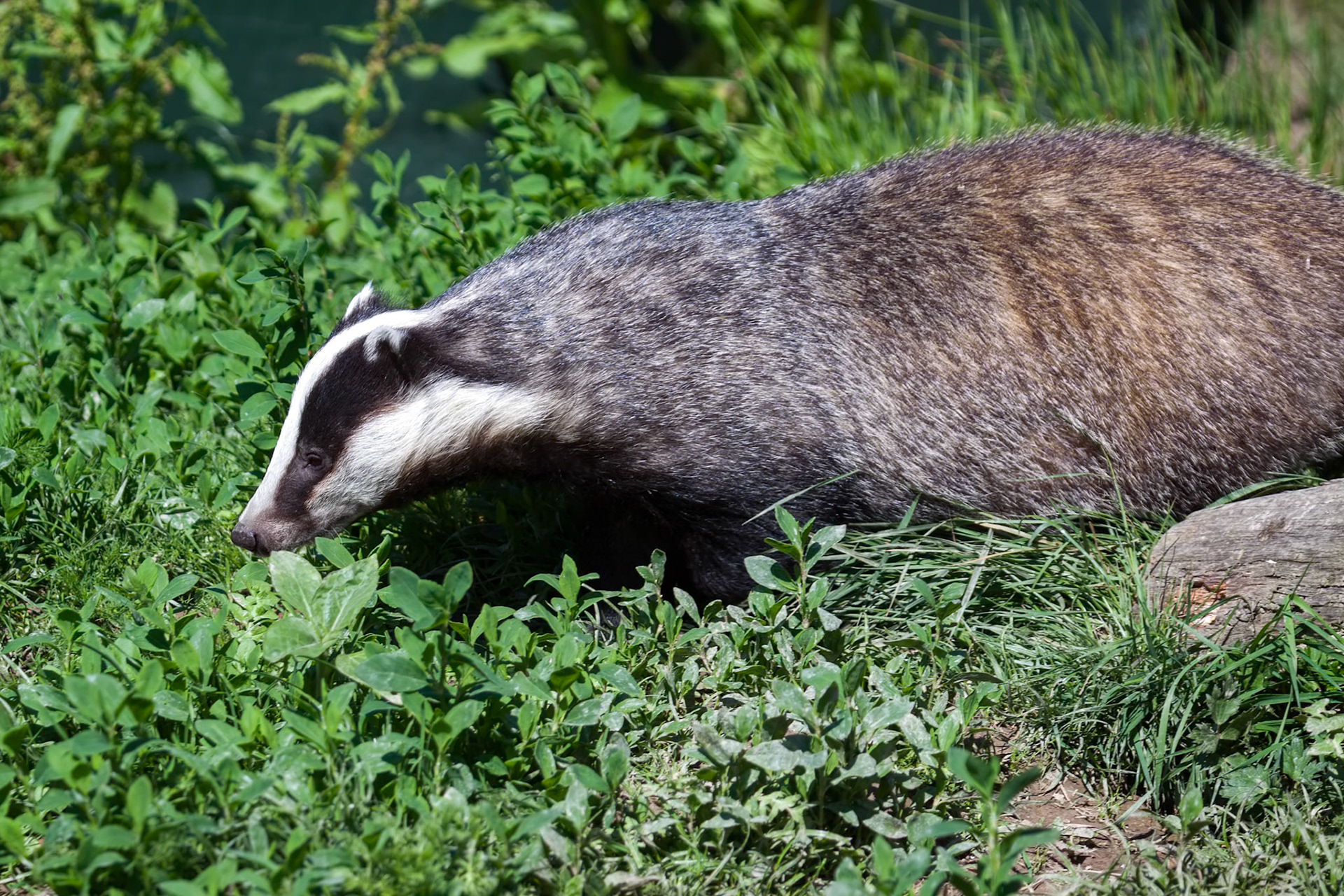 Close-up shot of an European Badger (meles meles)