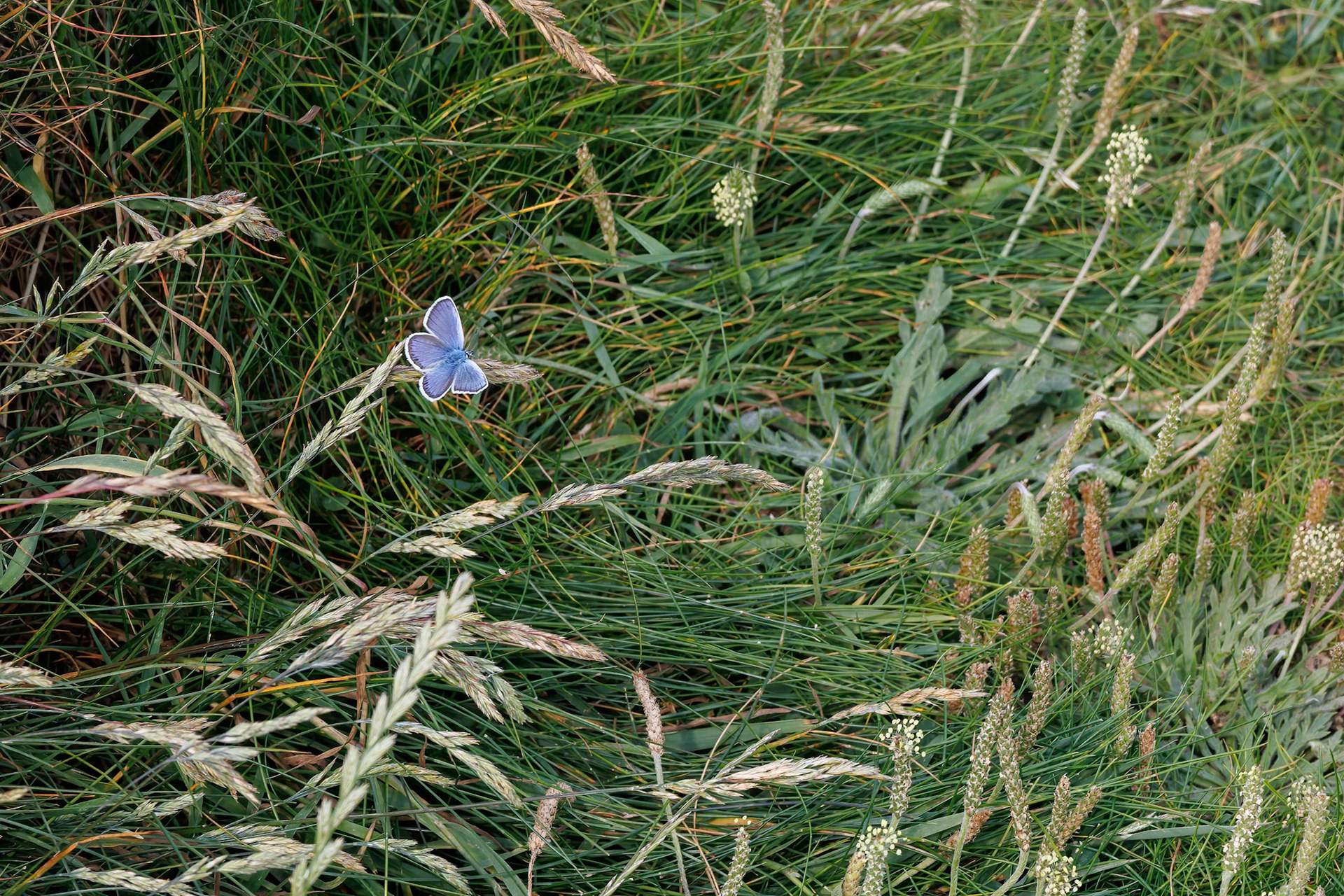 Common Blue Butterfly , Polyommatus icarus, resting at West Pentire in Cornwall