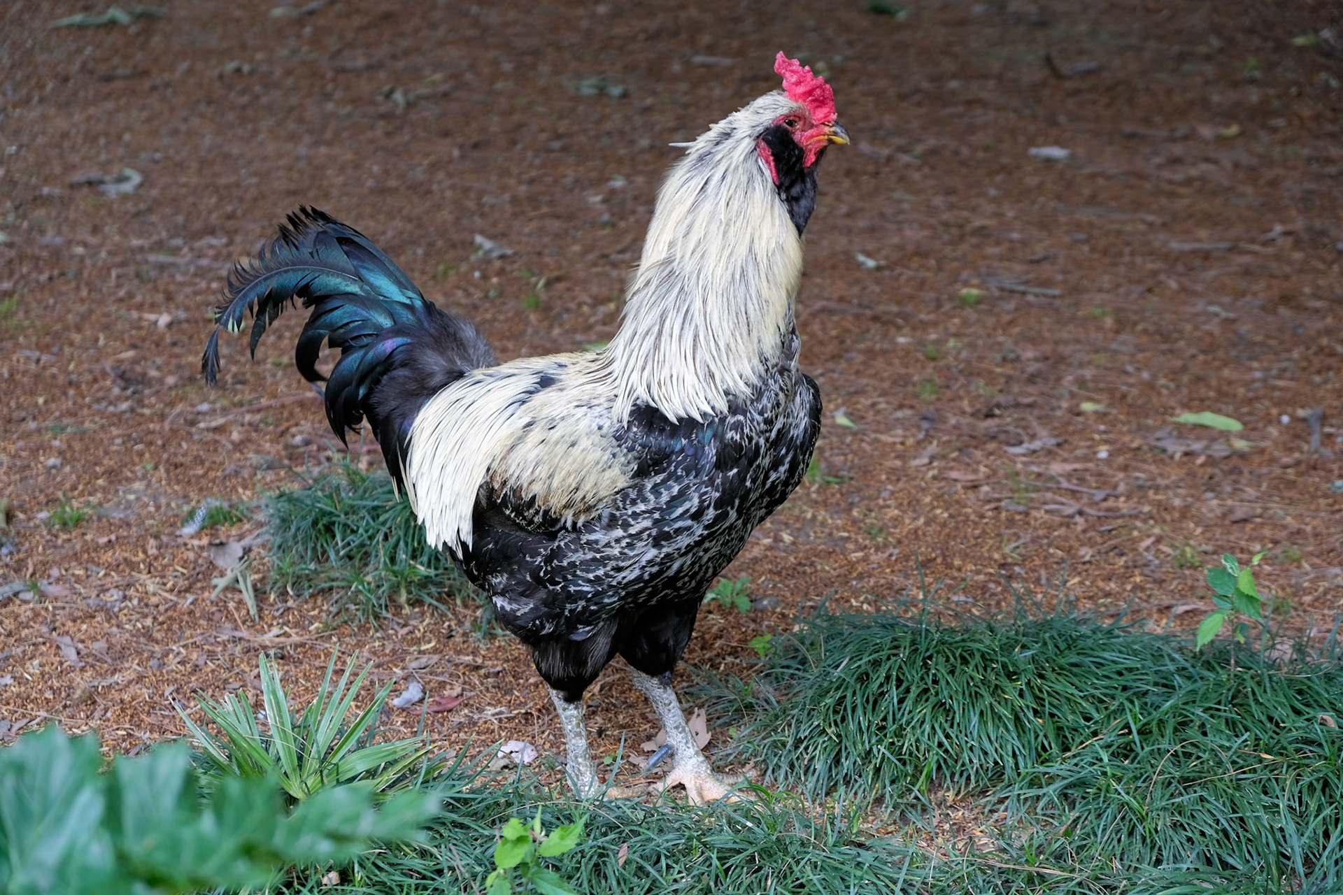 ISTANBUL, TURKEY - MAY 29 :  Chicken wandering freely around the grounds of Dolmabache Palace and Museum in Istanbul Turkey on May 29, 2018
