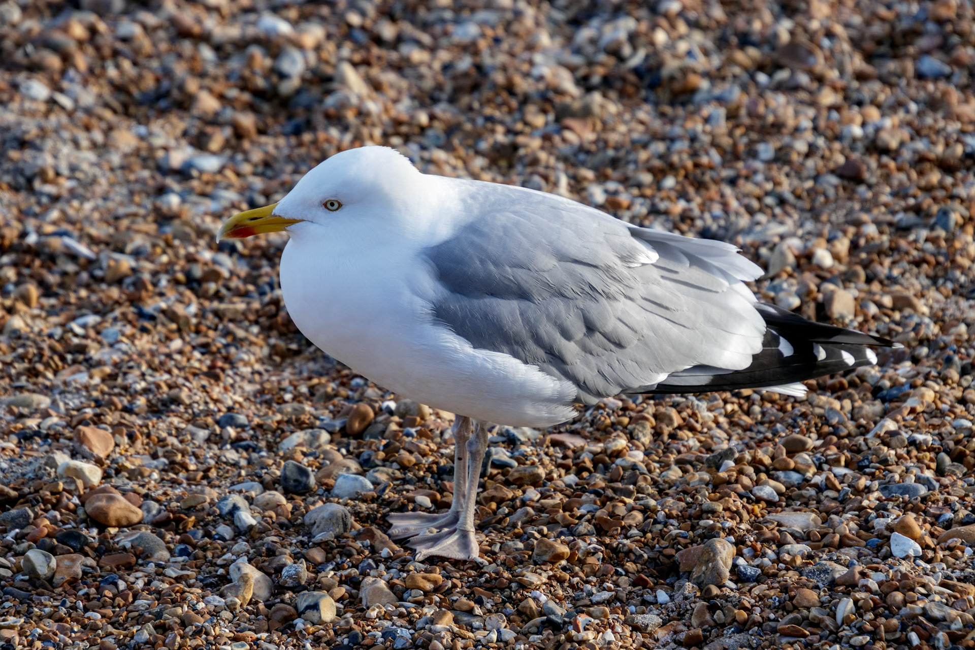 European Herring Gull (Larus argentatus)